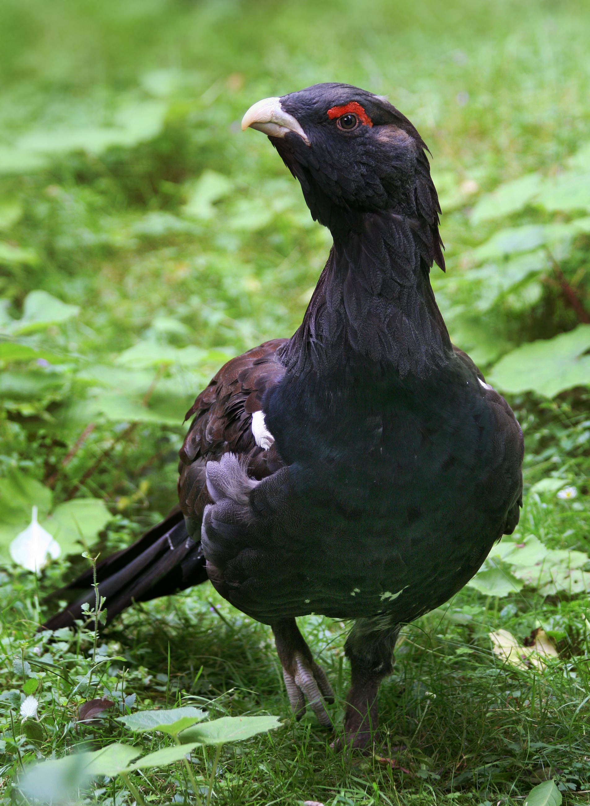 The Capercaillie Tetrao urogallus , also known more specifically Western Capercaillie, is the largest member of the grouse family, reaching over 100 cm in length and 4 kg in wei…