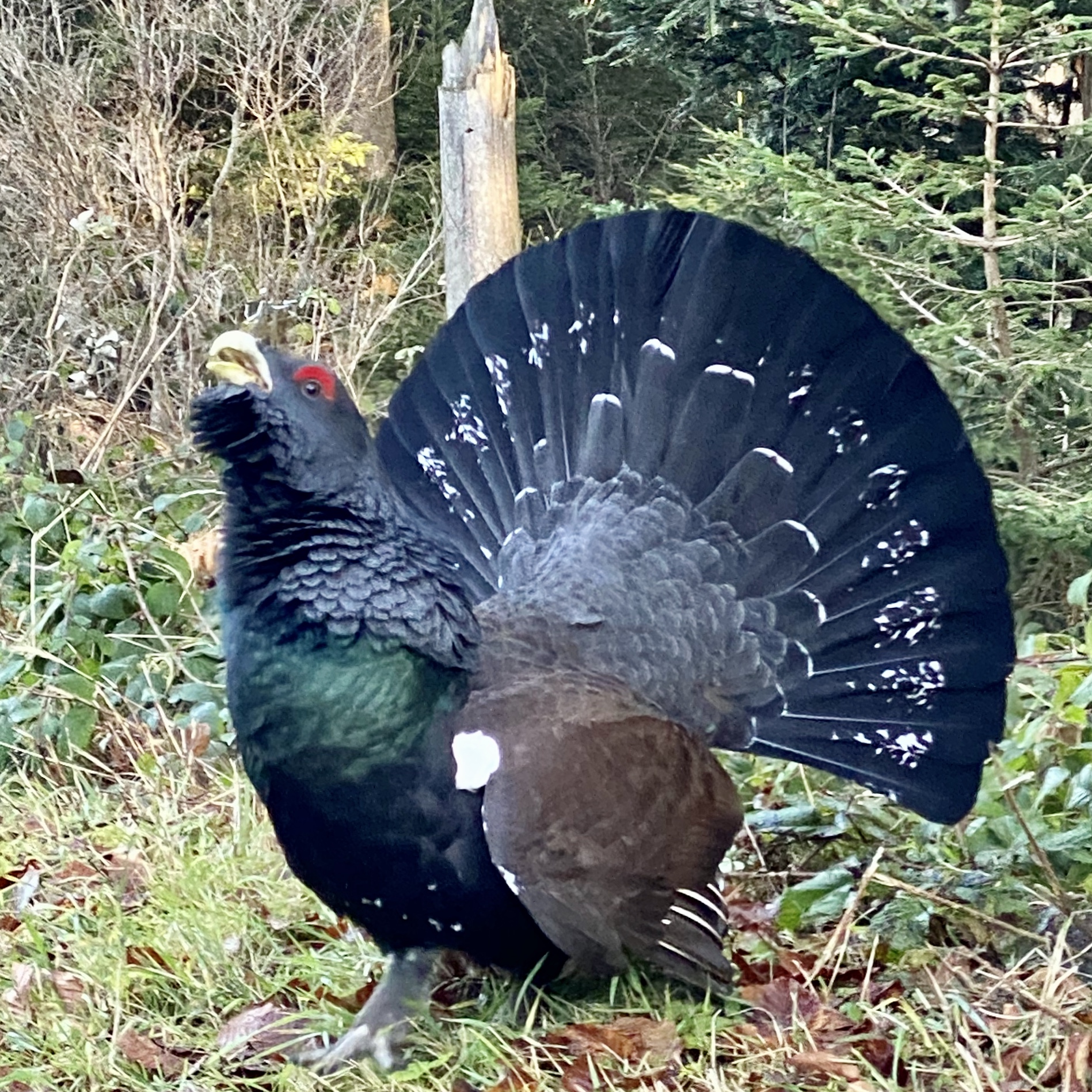 Wilder Auerhahn auf dem Hügelzug Höhronen. Obwohl die Tiere als selten und scheu gelten war dieses Exemplar recht aufdringlich und lief und flatterte Wanderern nach. Die Aufnahm…