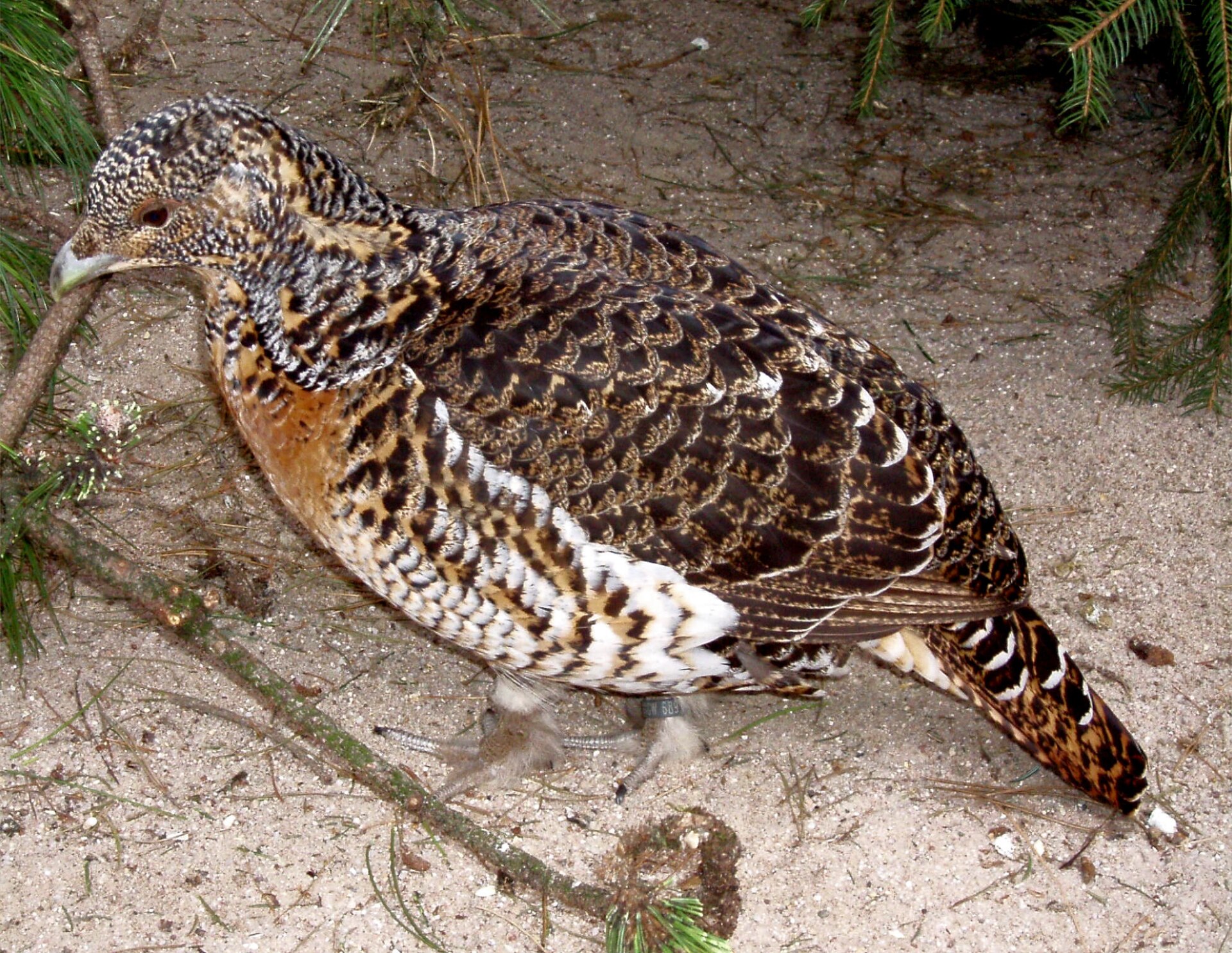 Auerhuhn