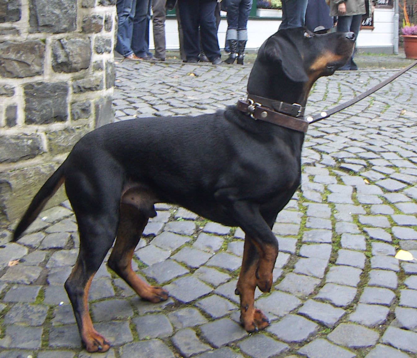 Brandlbracke als Beispiel für die Gruppe der Laufhunde