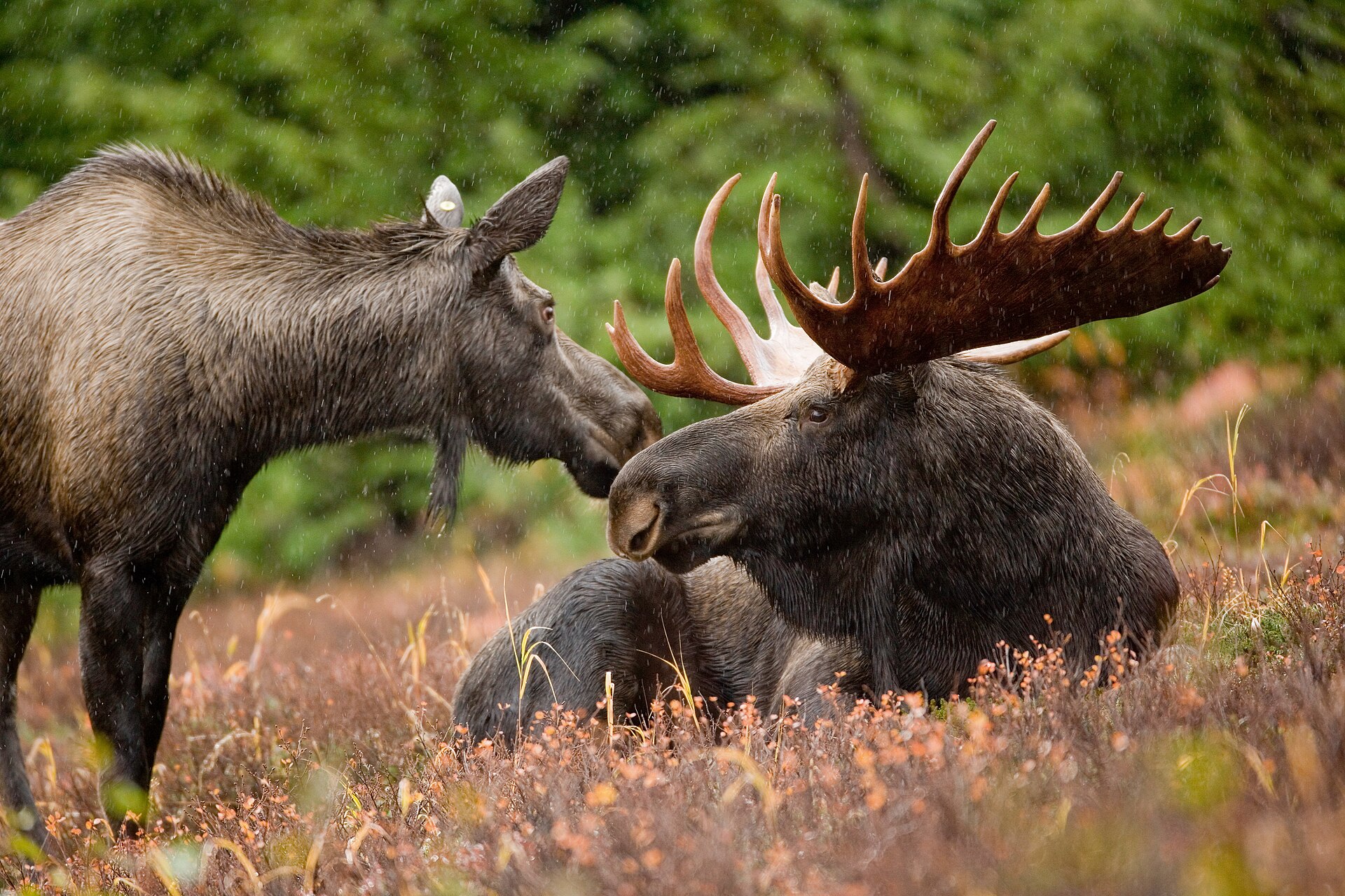 Alaskan moose, September 2007