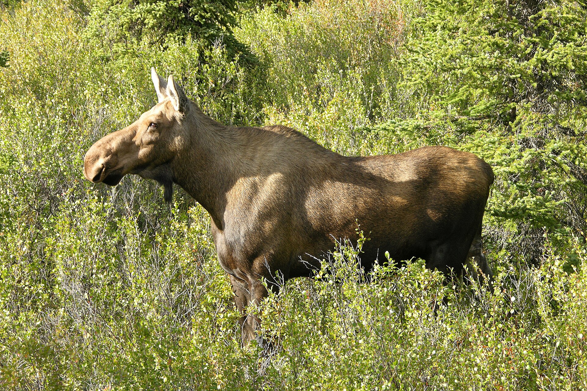 A photograph of a female Moose in Denali National Park and Preserve . Camera and Exposure Details: Camera: Nikon Coolpix 8700 Lens: Nikon Zoom Nikkor ED 8.9-71.2mm 1:2.8-4.2 Exp…