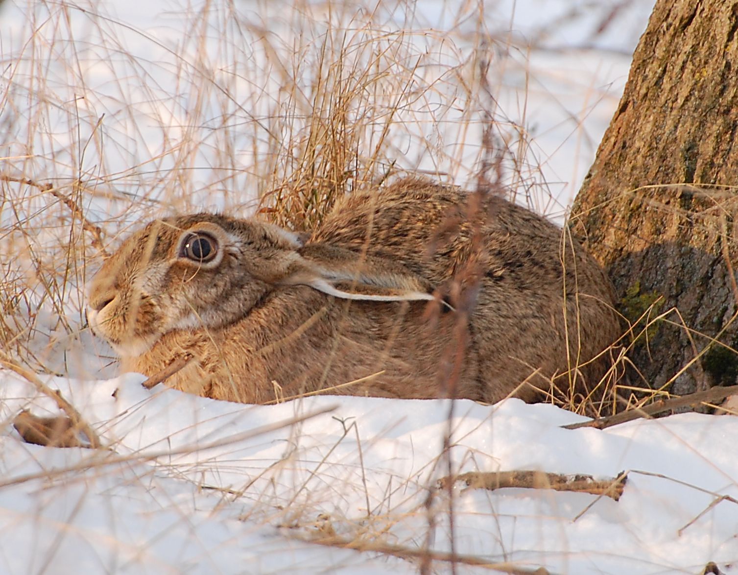 Feldhase (Lepus europaeus), sich in der Mulde drückend. Kreis Prignitz, Land Brandenburg, Deutschland