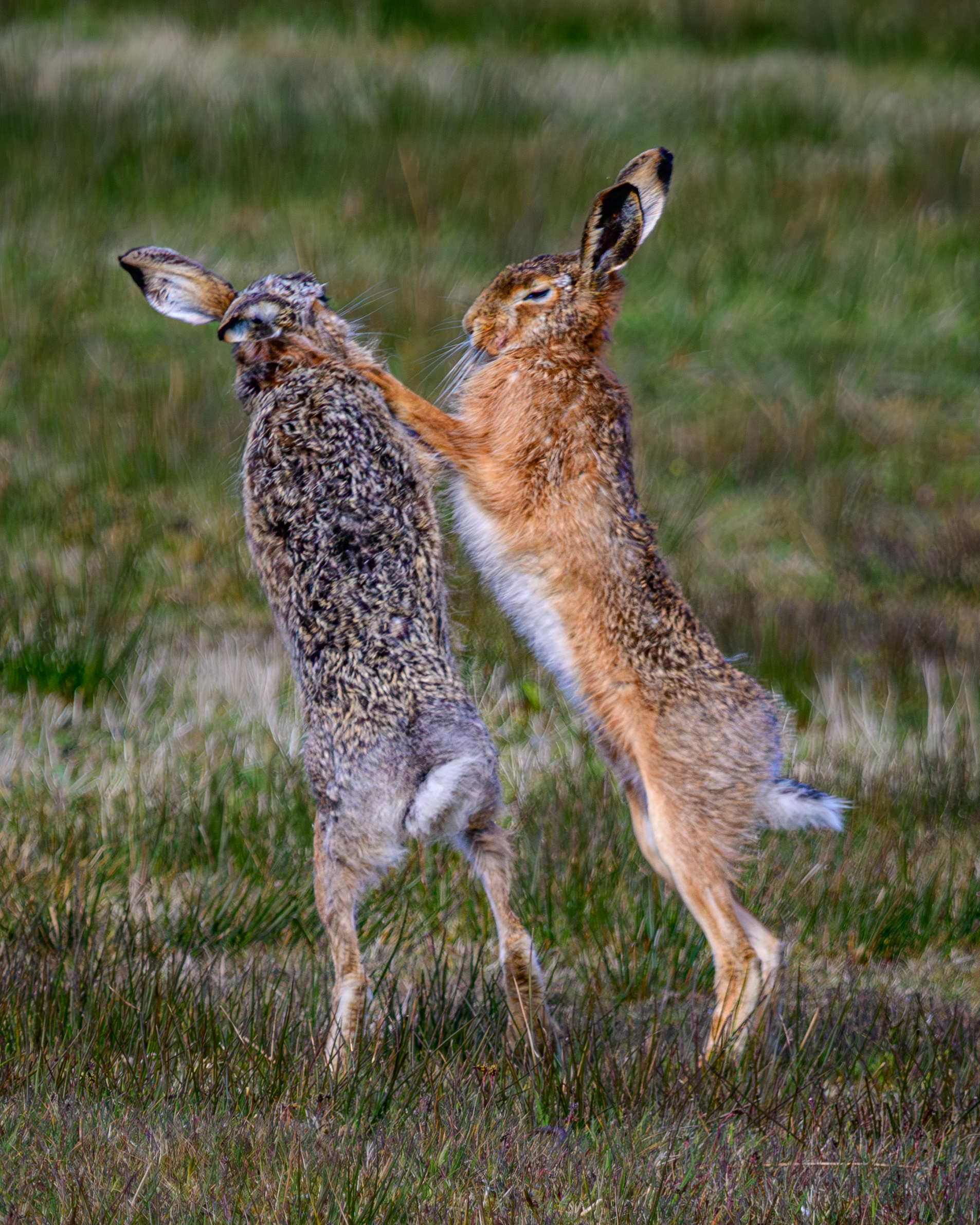Kämpfende Feldhasen (Lepus europaeus) auf Spiekeroog