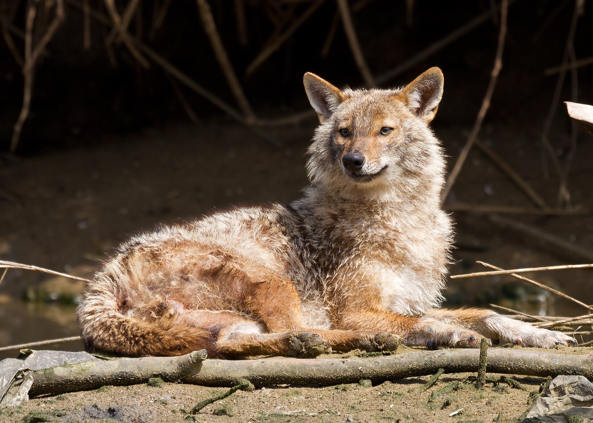 Feral golden jackal at Park Yarkon in Tel-Aviv, Israel