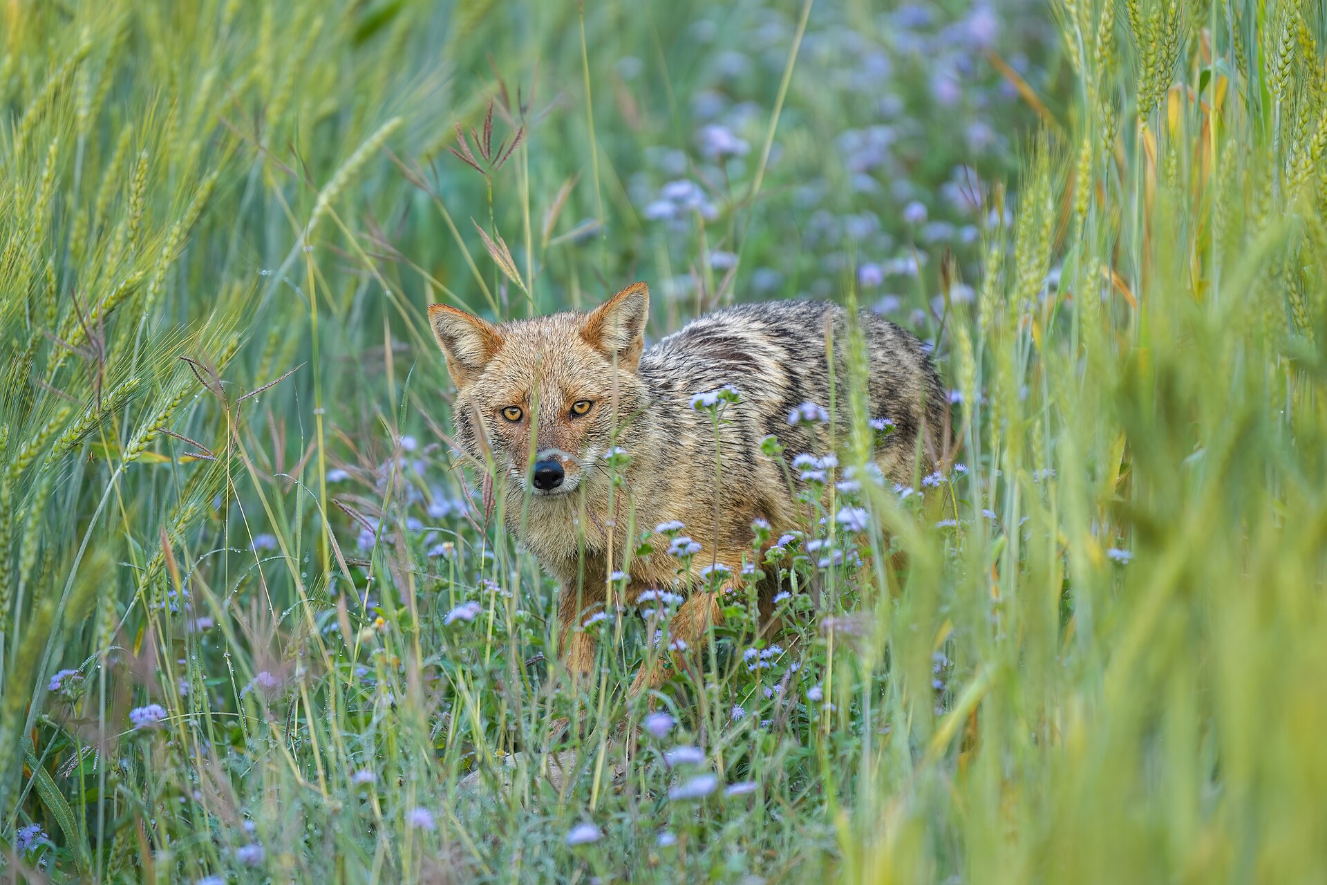 Golden jackal ( Canis aureus ) and azureum flowers in Jim Corbett National Park , India