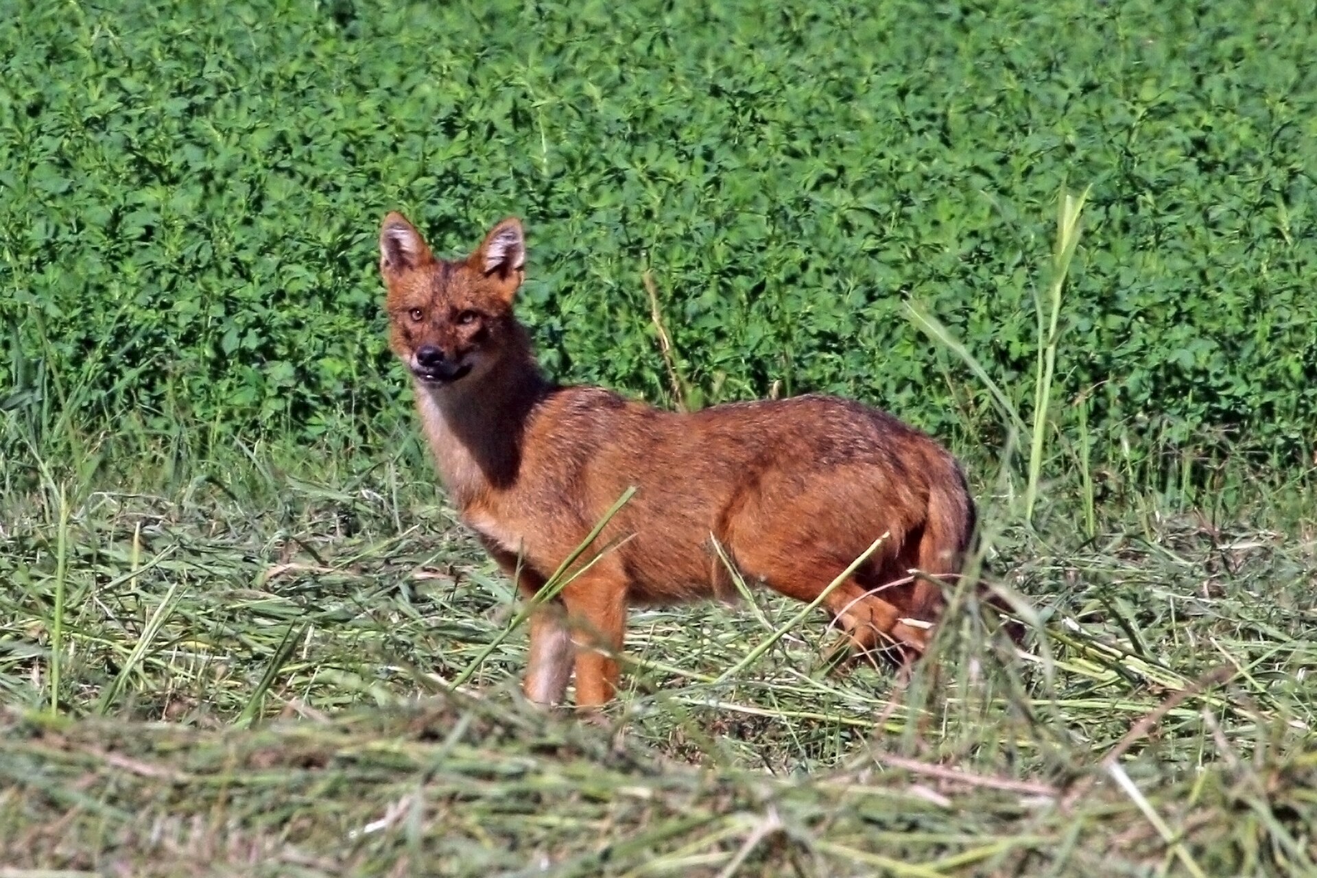 Golden jackal ( Canis aureus moreotica ), Lake Kirkini, Greece