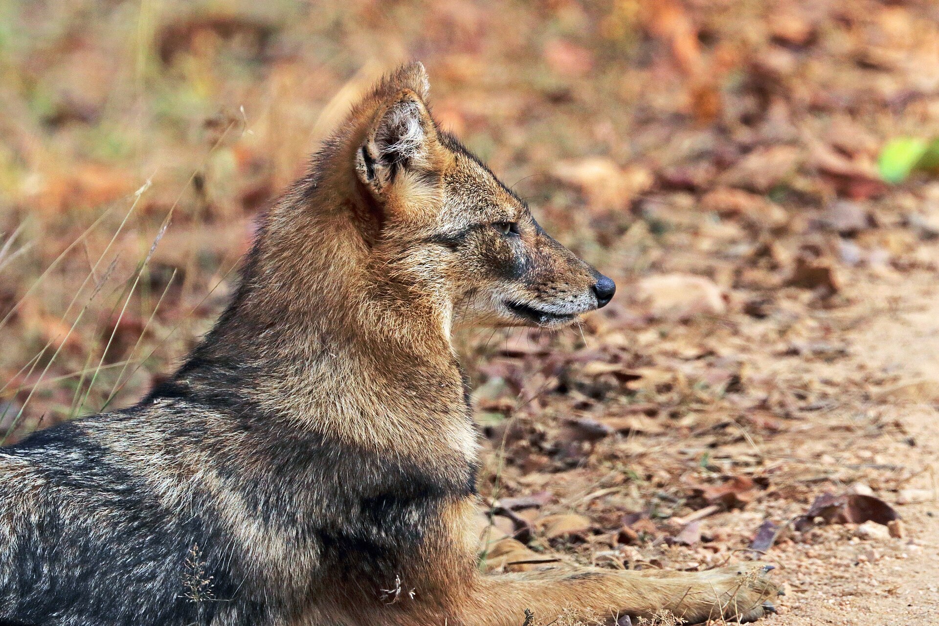 Golden jackal ( Canis aureus indicus ), Pench National Park, MP, India