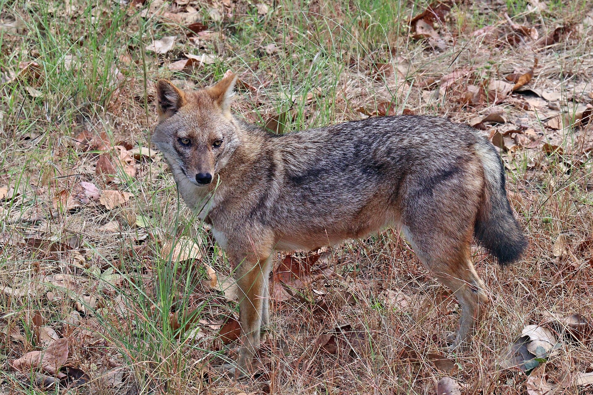 Golden jackal ( Canis aureus indicus ) male, Kanha National Park, MP, India