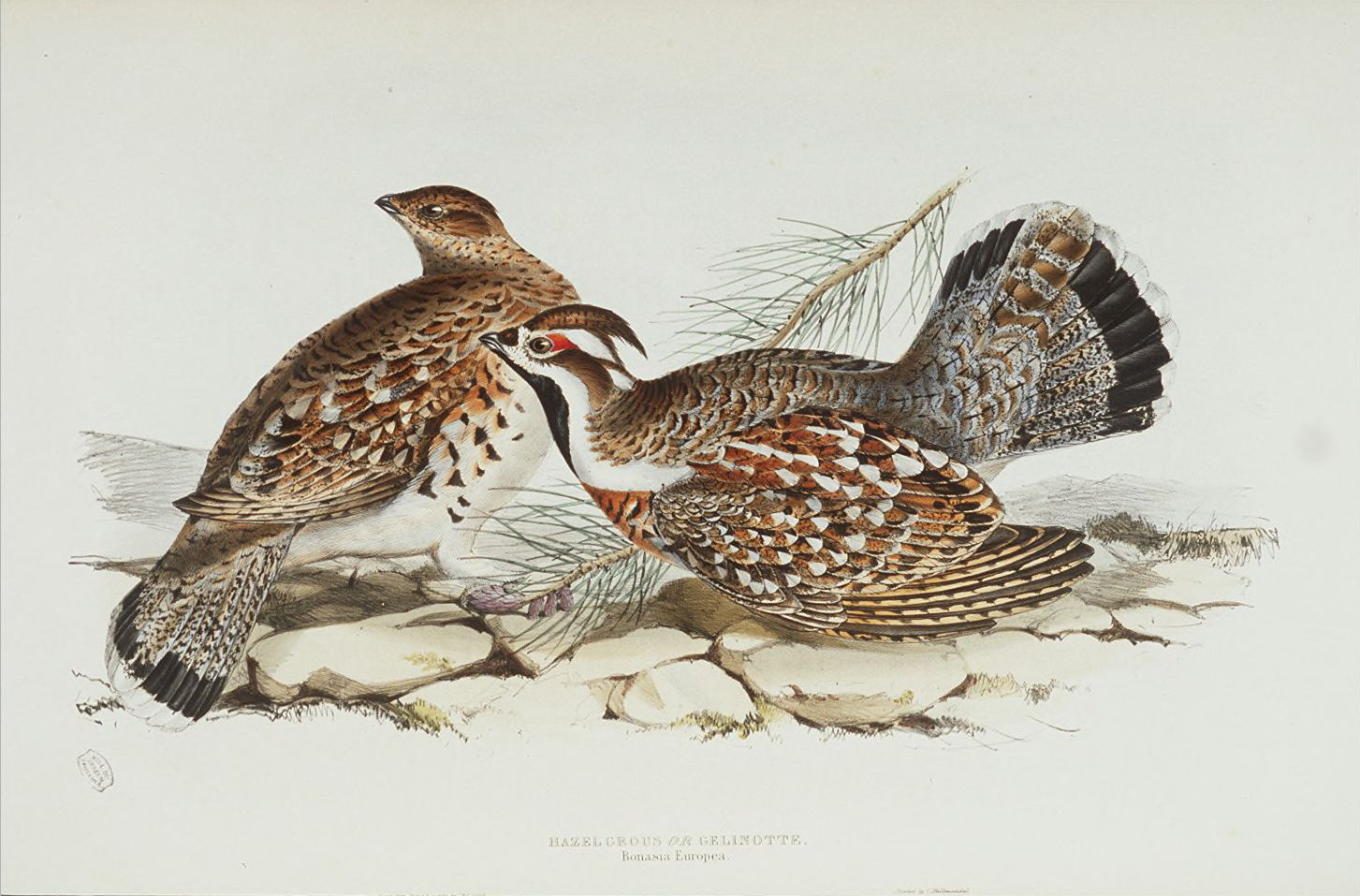 Tetrastes bonasia HAZEL GROUSE. Parc animalier de Sainte-Croix.