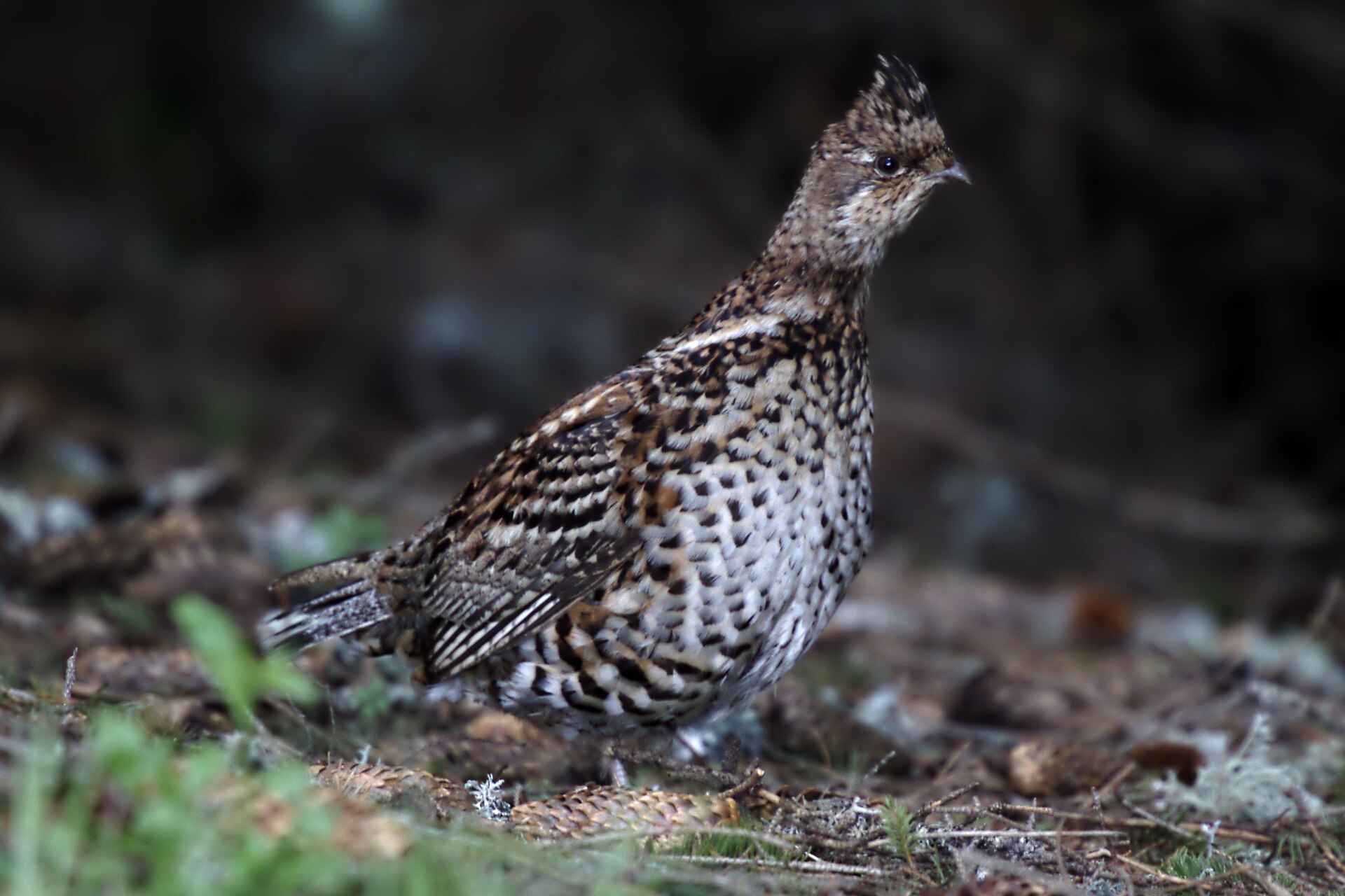 Hazel Grouse in the Southern Carpathians, Romania