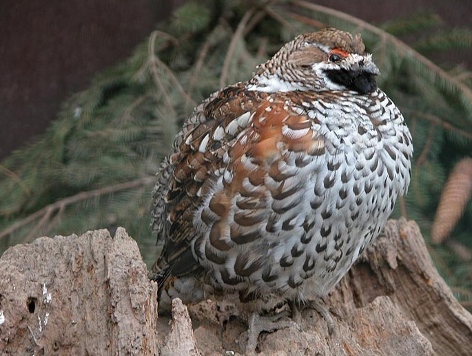 Haselhuhn im Wald