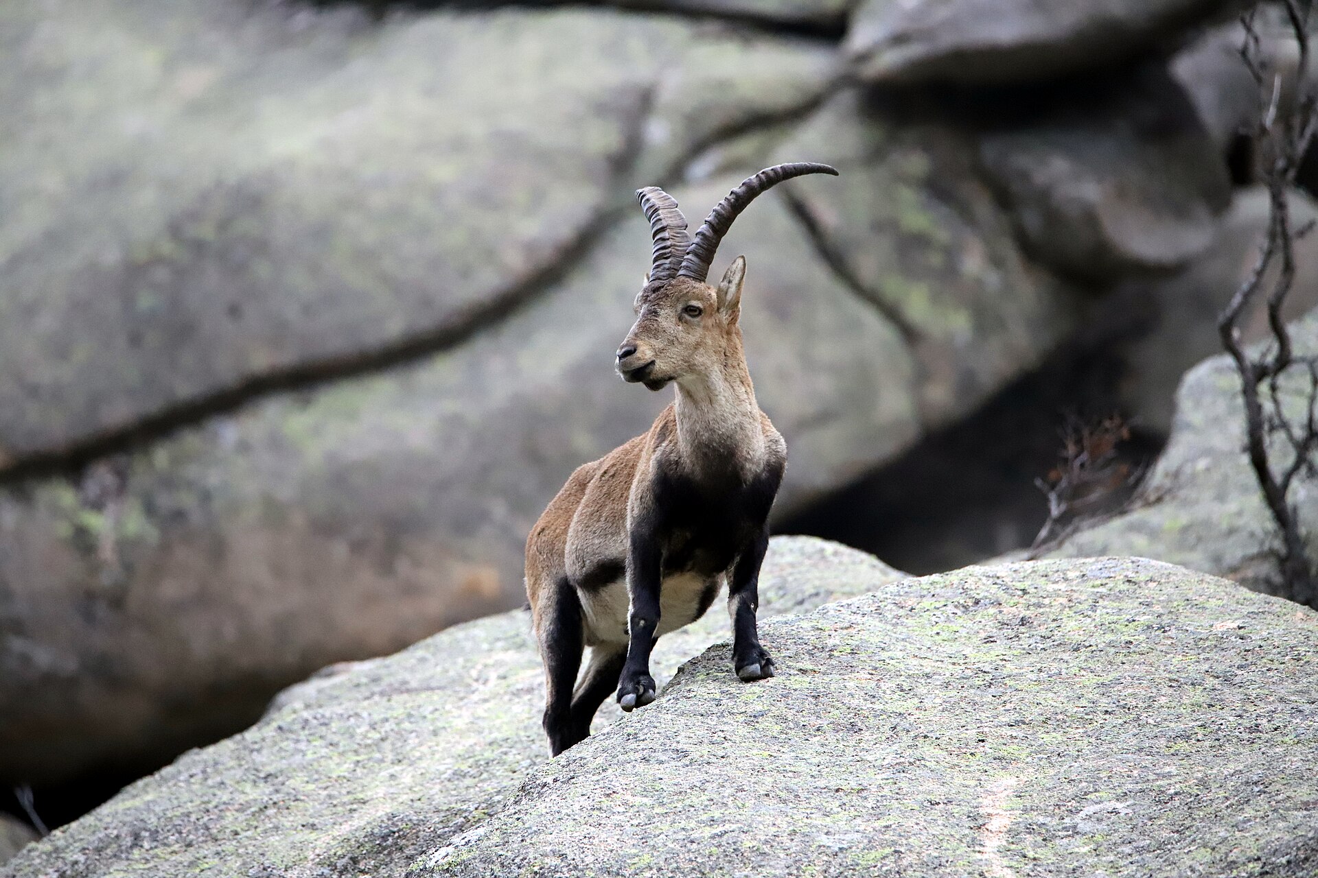Iberiensteinbock auf Fels, lyraförmige Hörner