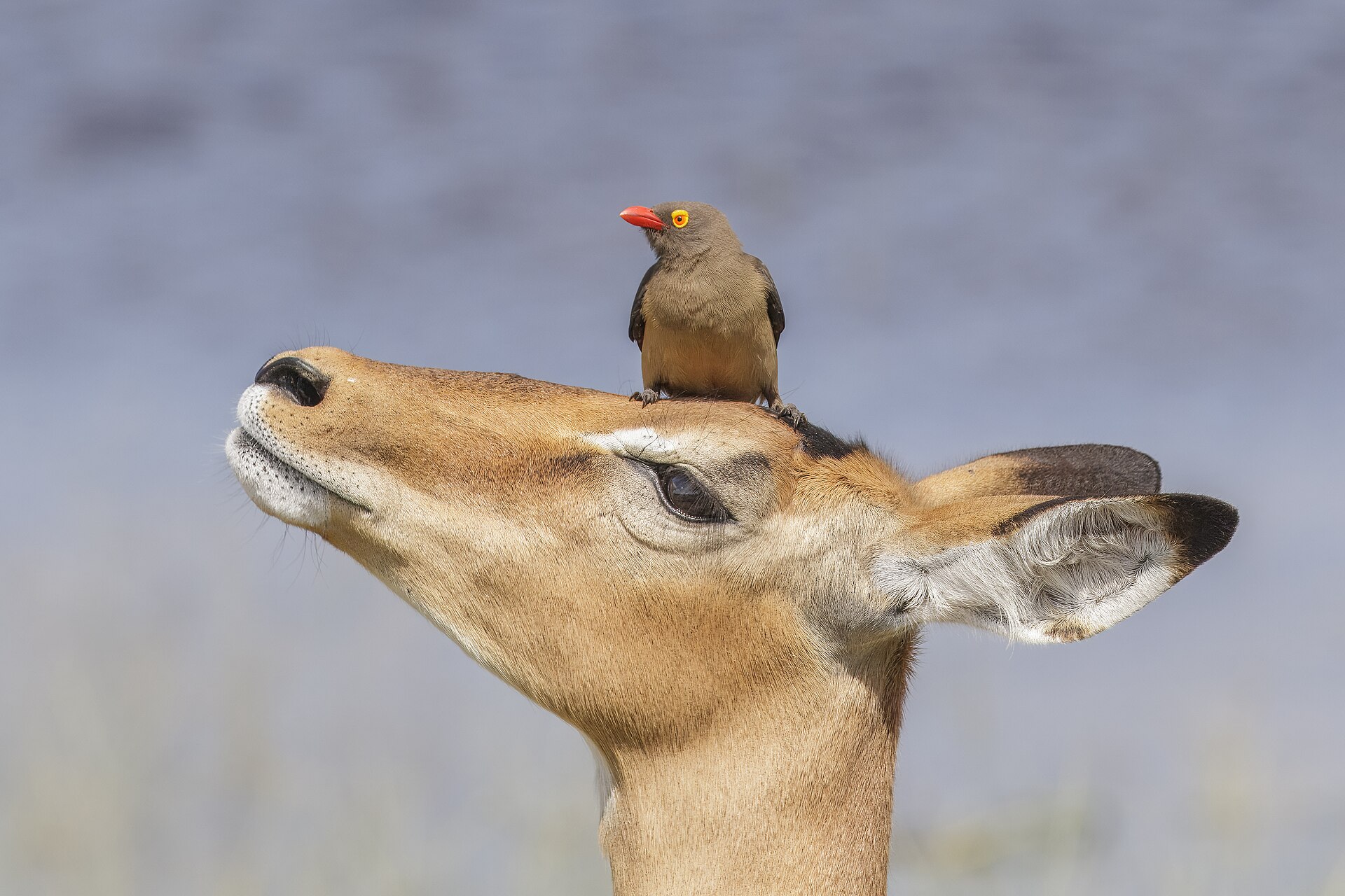 Red-billed oxpecker ( Buphagus erythrorhynchus ) on female impala ( Aepyceros melampus ), Chobe National Park, Botswana