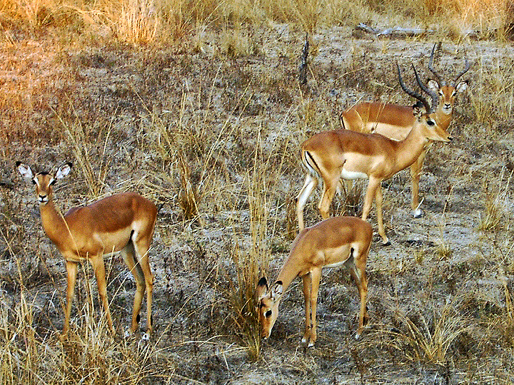 Impala at South Luangwa National Park, Zambia.