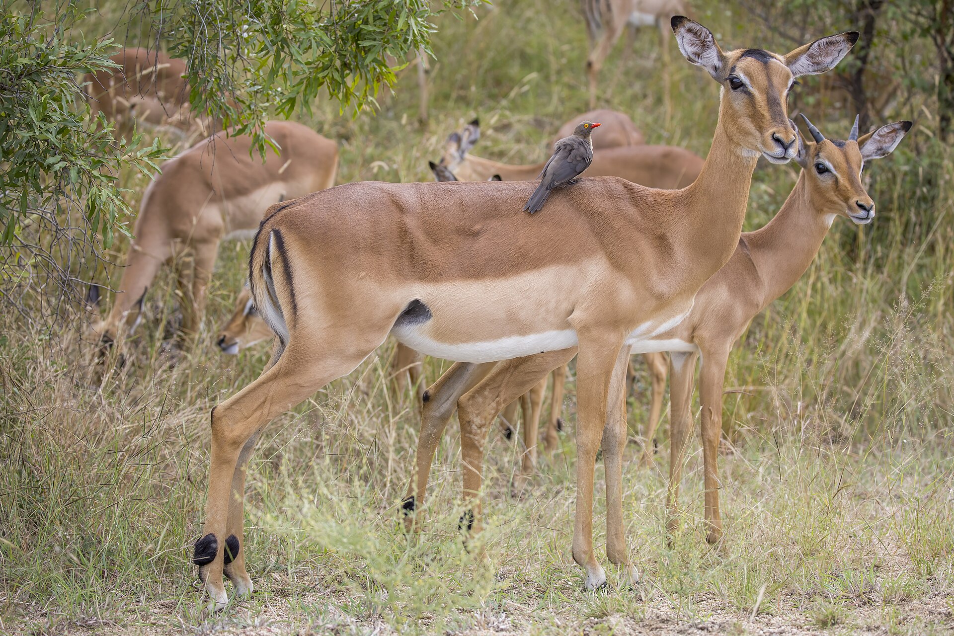 Impala ( Aepyceros melampus ) female with red-billed oxpecker, Kruger National Park, South Africa