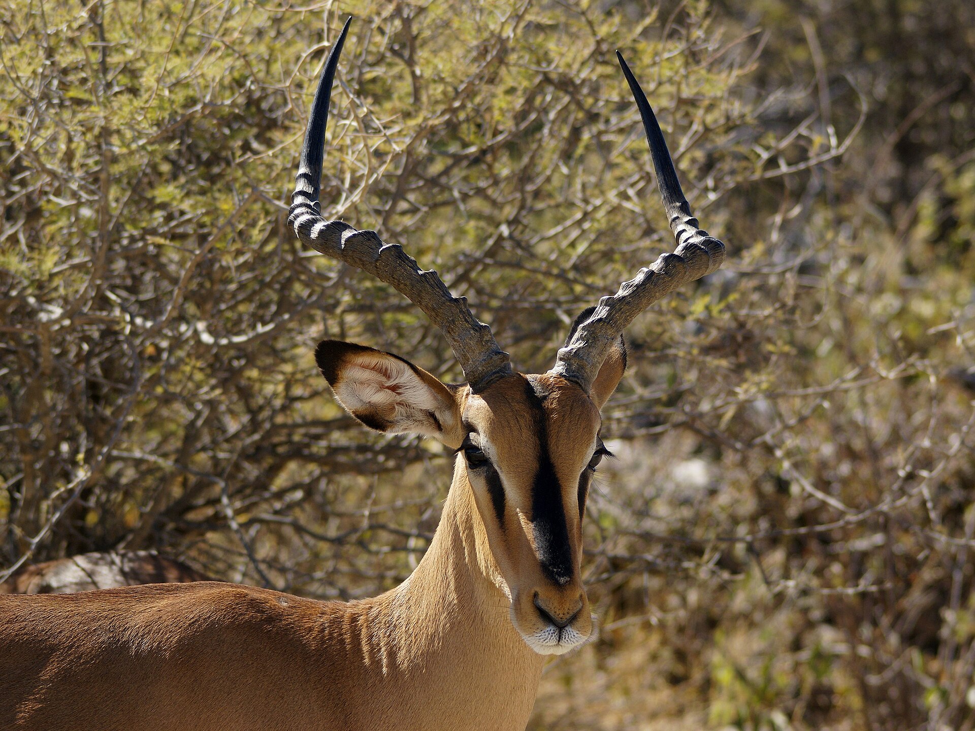 Portrait of a Black-faced Impala ram between Olifantsbad and Aus, in Etosha National Park, Namibia.