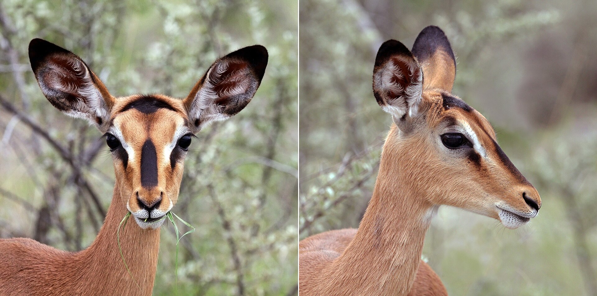 Black-faced impala ( Aepyceros melampus petersi ) female composite, Etosha National Park, Namibia