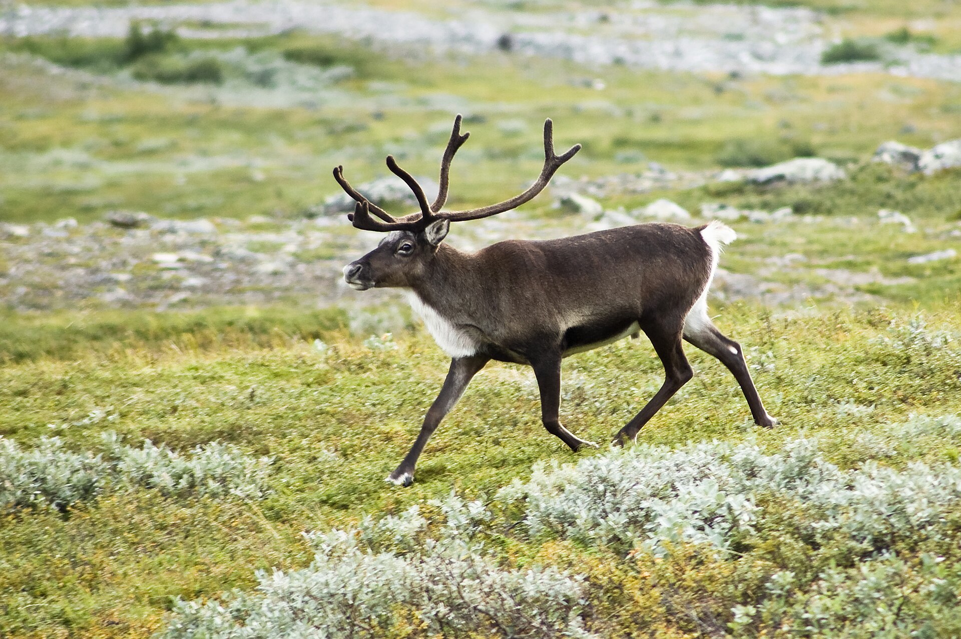 Strolling reindeer ( Rangifer tarandus ) in the Kebnekaise valley, Lappland, Sweden.
