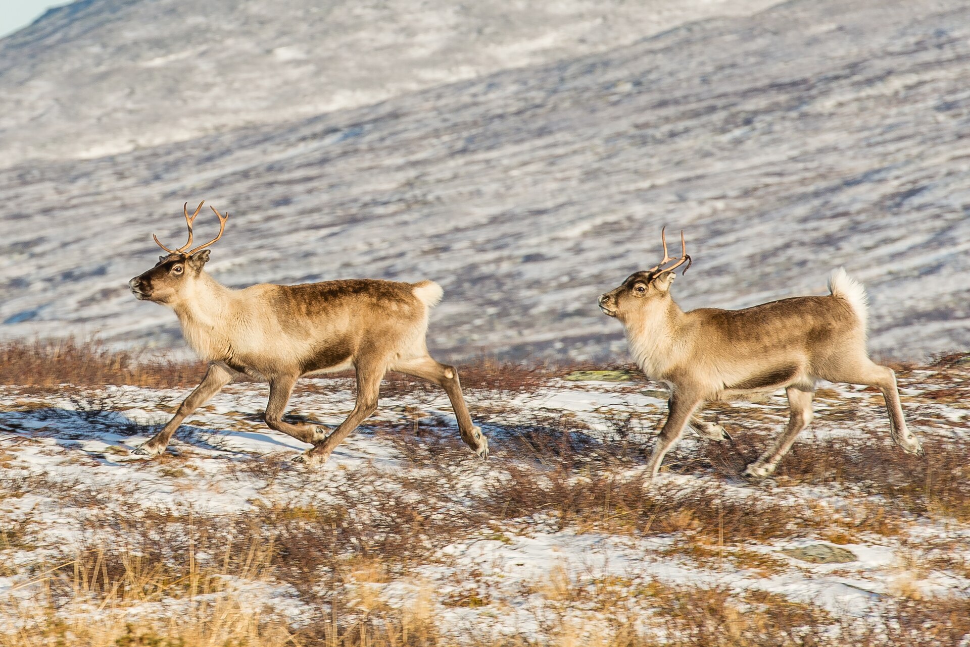 Reindeer ( Rangifer tarandus ) in Ljungris (Ljungdalen), Berg Municipality, Jämtland County, Sweden.
