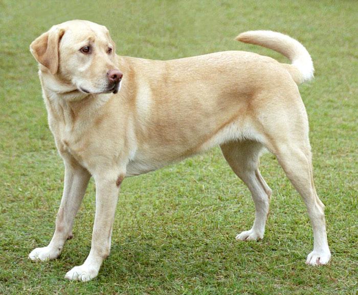 Labrador Retriever als Beispiel für die Gruppe der Apportierhunde