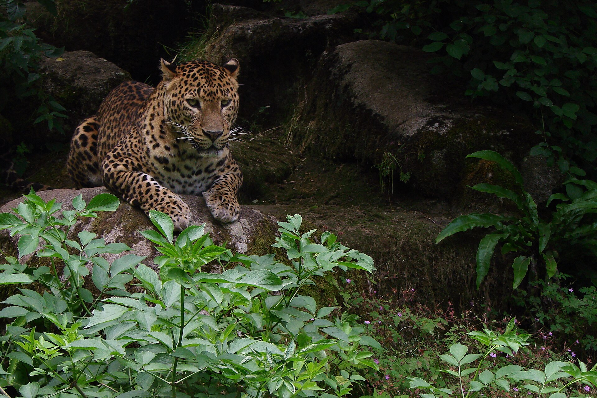 Léopard du Sri-Lanka (Panthera pardus kotiya) au zoo de Doué-la-Fontaine.