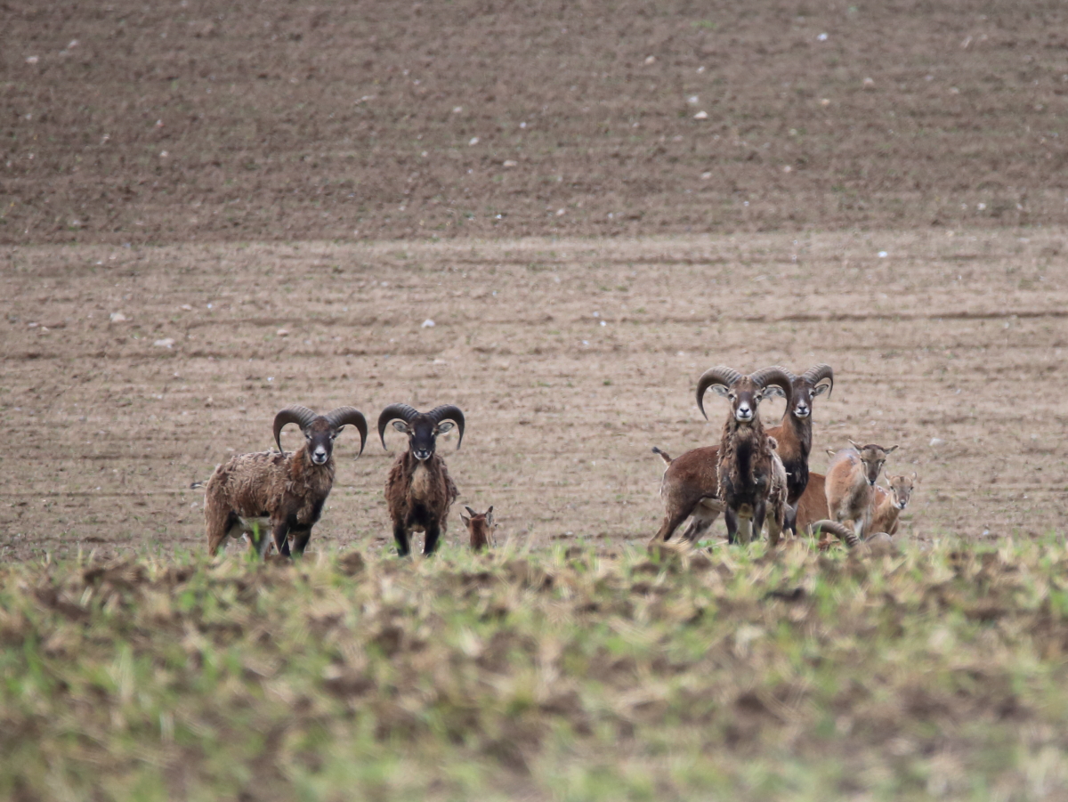 Mufflons in Südmecklenburg