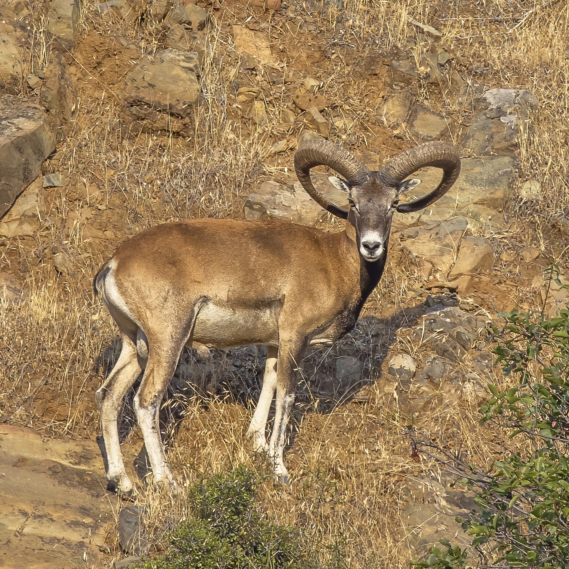 Cyprus mouflon ( Ovis gmelini ophion ), male near Agios Epiphanios, Cyprus. Guided by George Konstantinou .