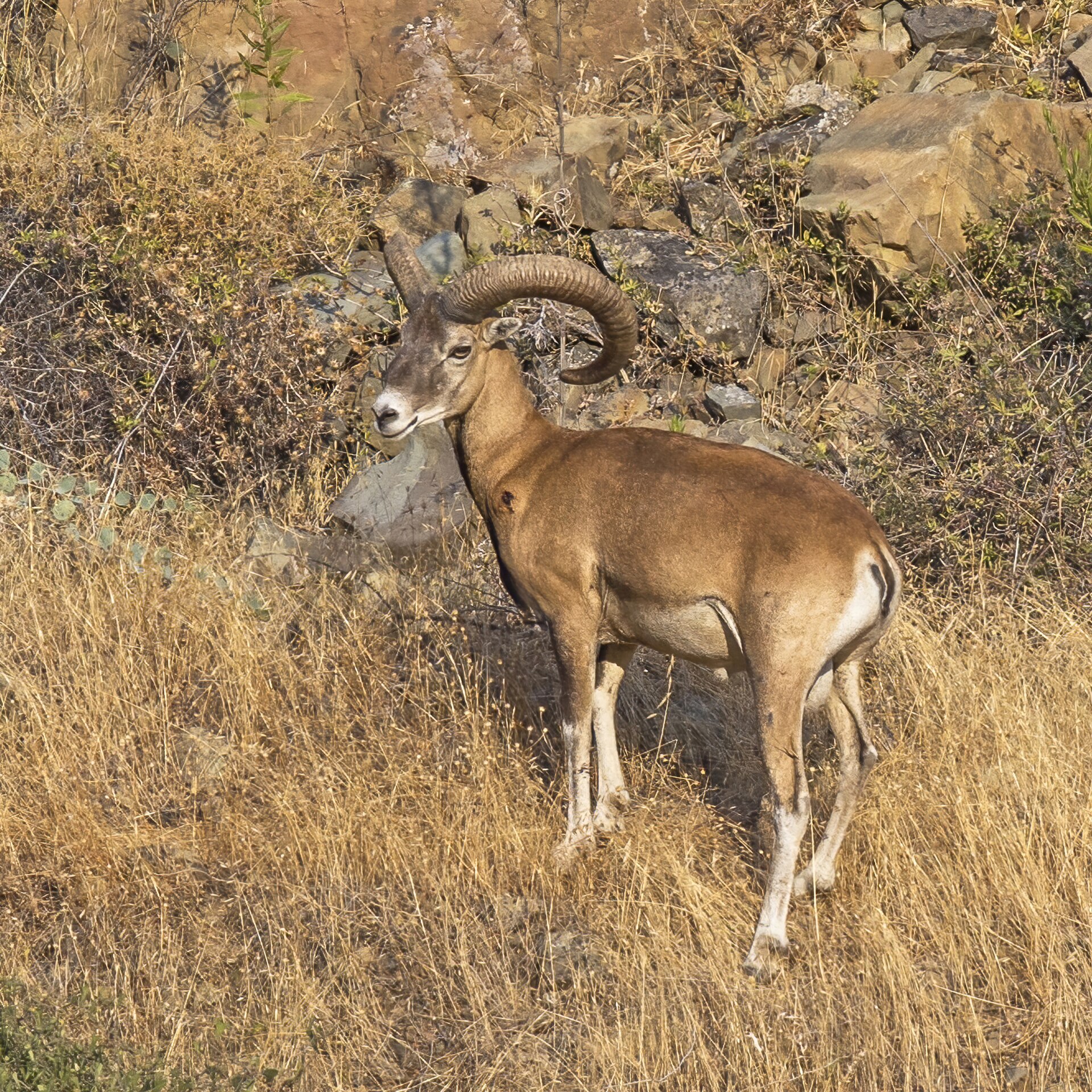 Cyprus mouflon ( Ovis gmelini ophion ) male, near Agios Epiphanios, Cyprus. Guded by George Konstantinou .