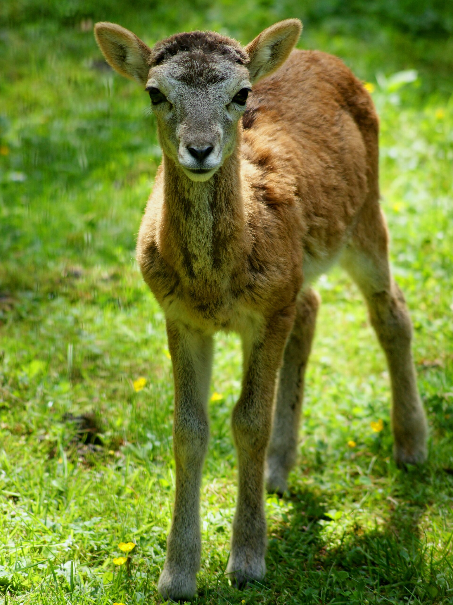 Ovis gmelini musimon EUROPEAN MOUFLON. Tierpark Neumünster.