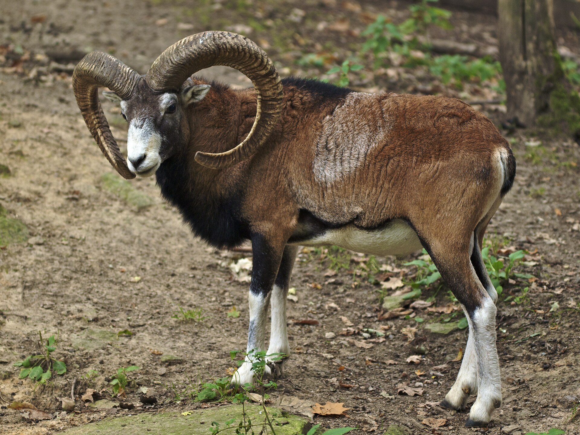 Europäischer Mufflon (Ovis orientalis musimon), Aufnahme bei Chemnitz