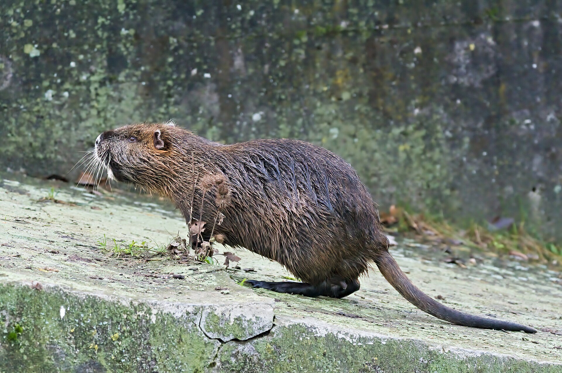 Nutria an der Nidda bei Frankfurt Hausen