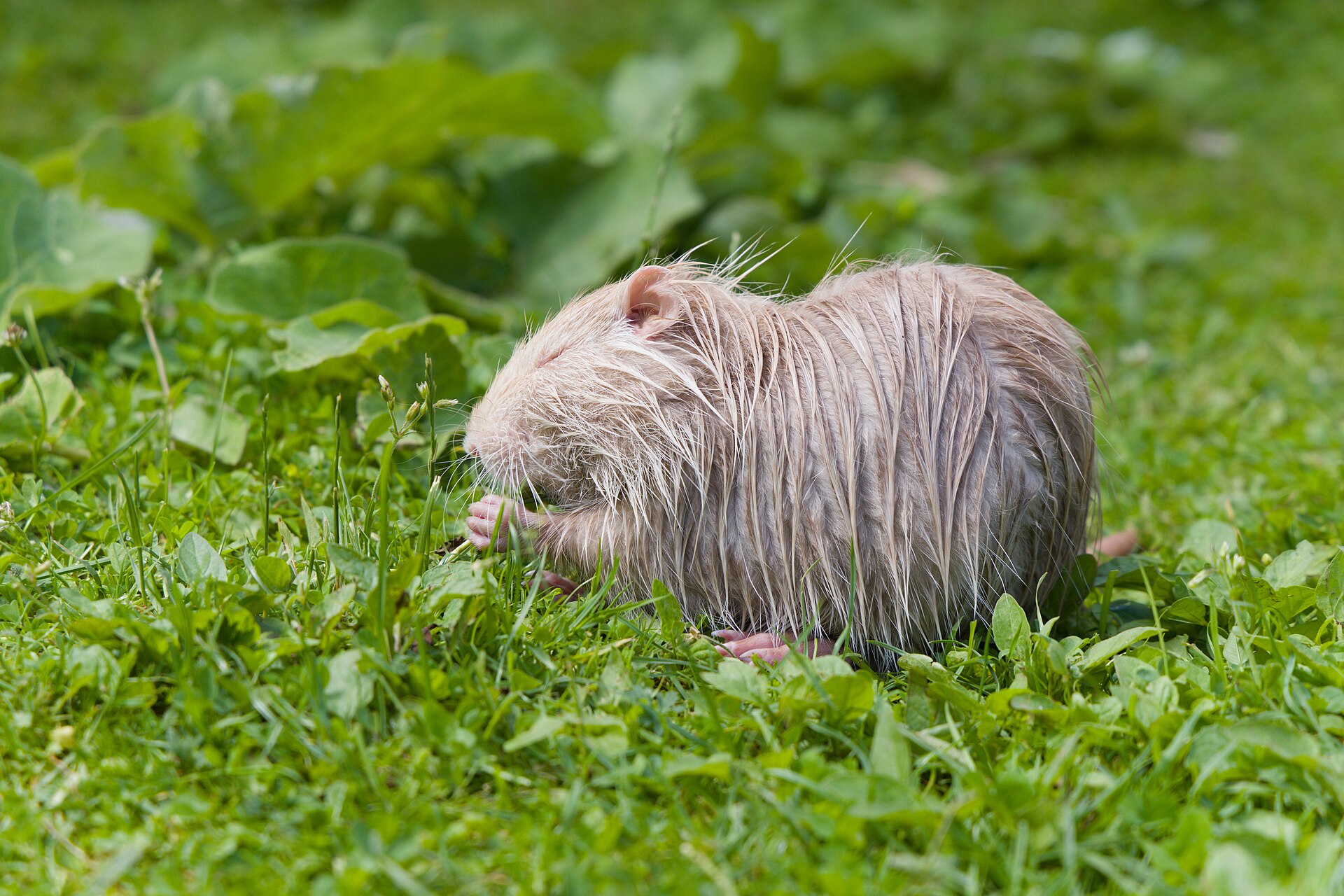 A young albino myocaster coypus eating in the grass.