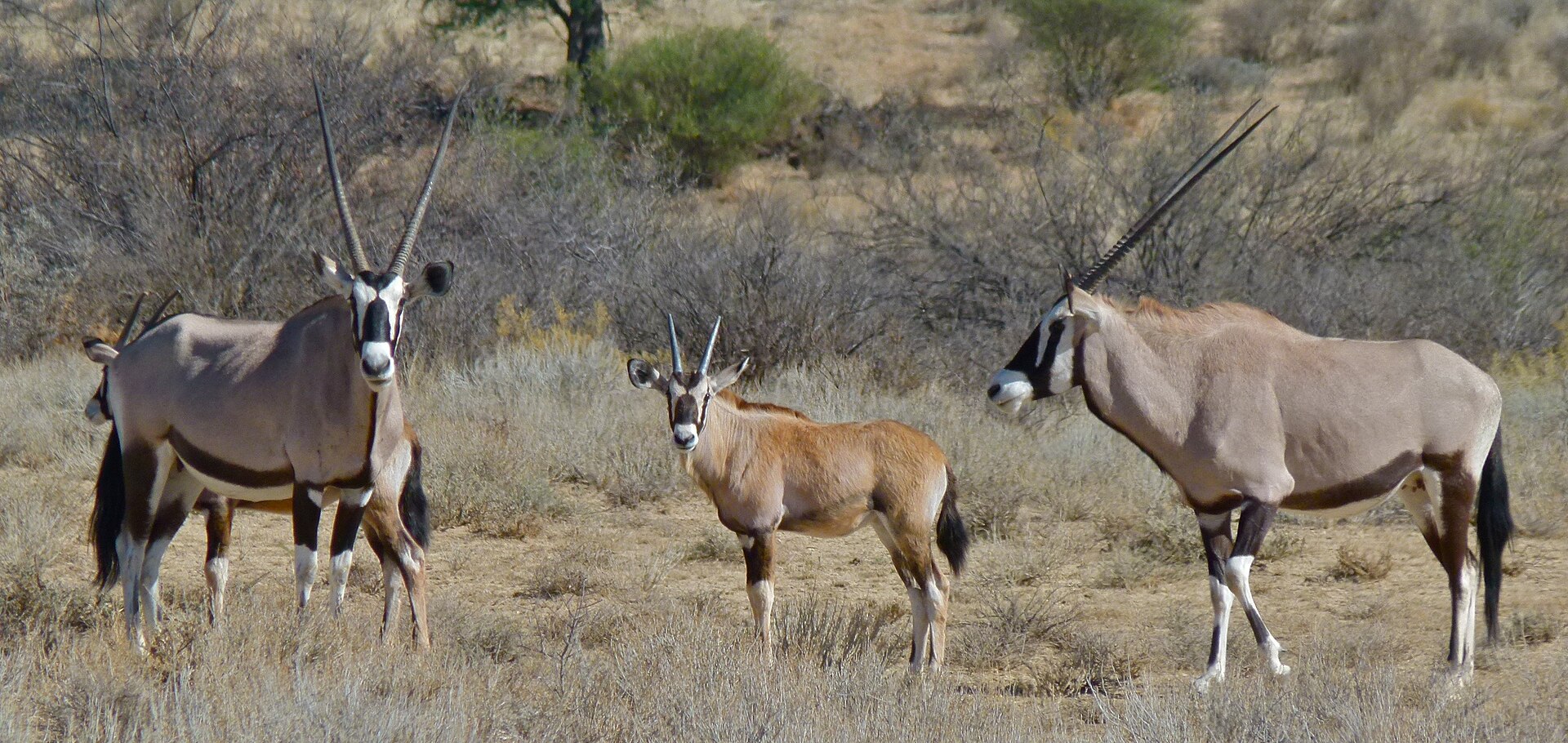 Nossob Riverbed, Kgalagadi Transfrontier Park, SOUTH AFRICA