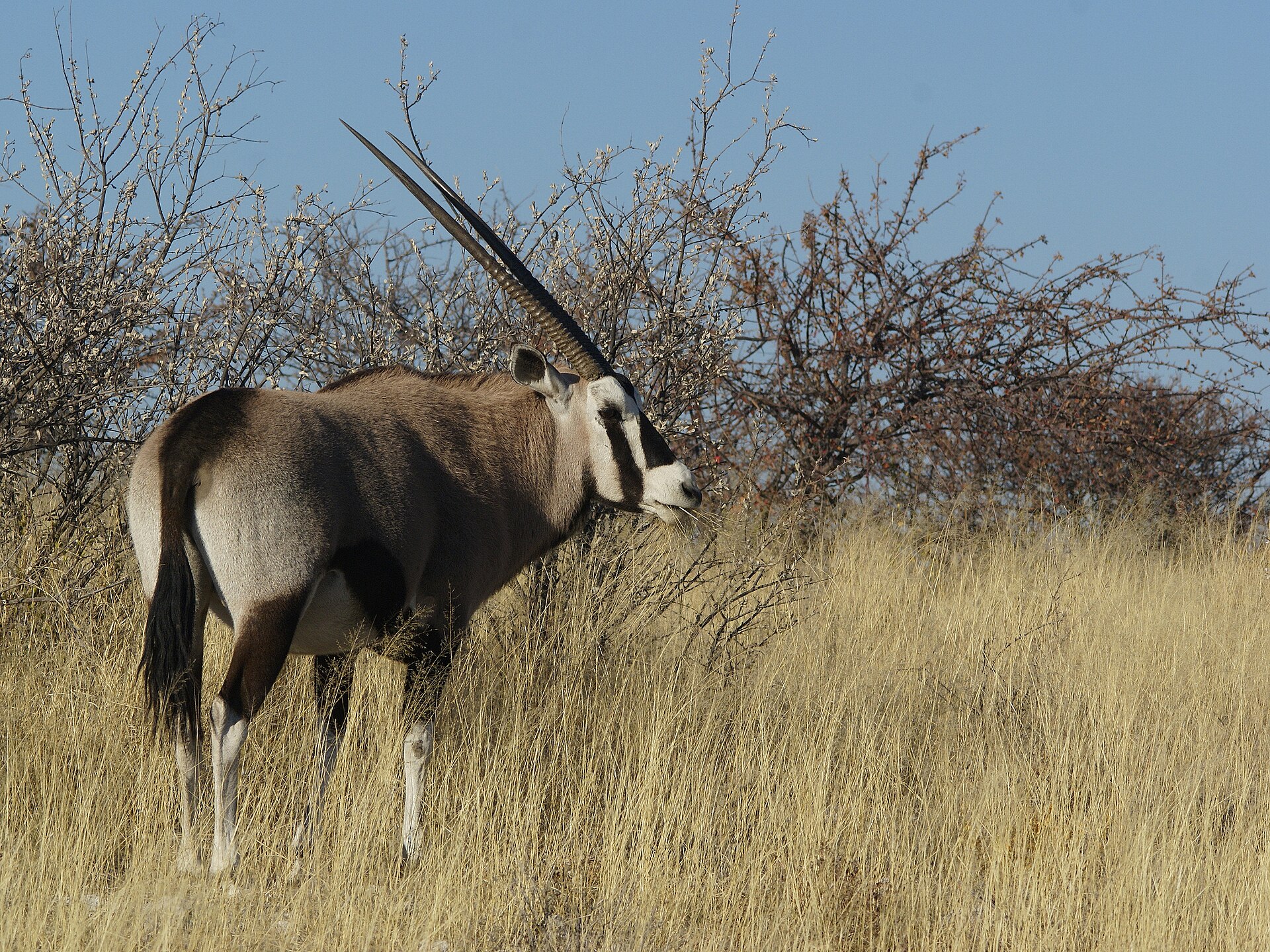 A Gemsbok or Southern oryx near Wolfsnes, Western Etosha National Park, Namibia