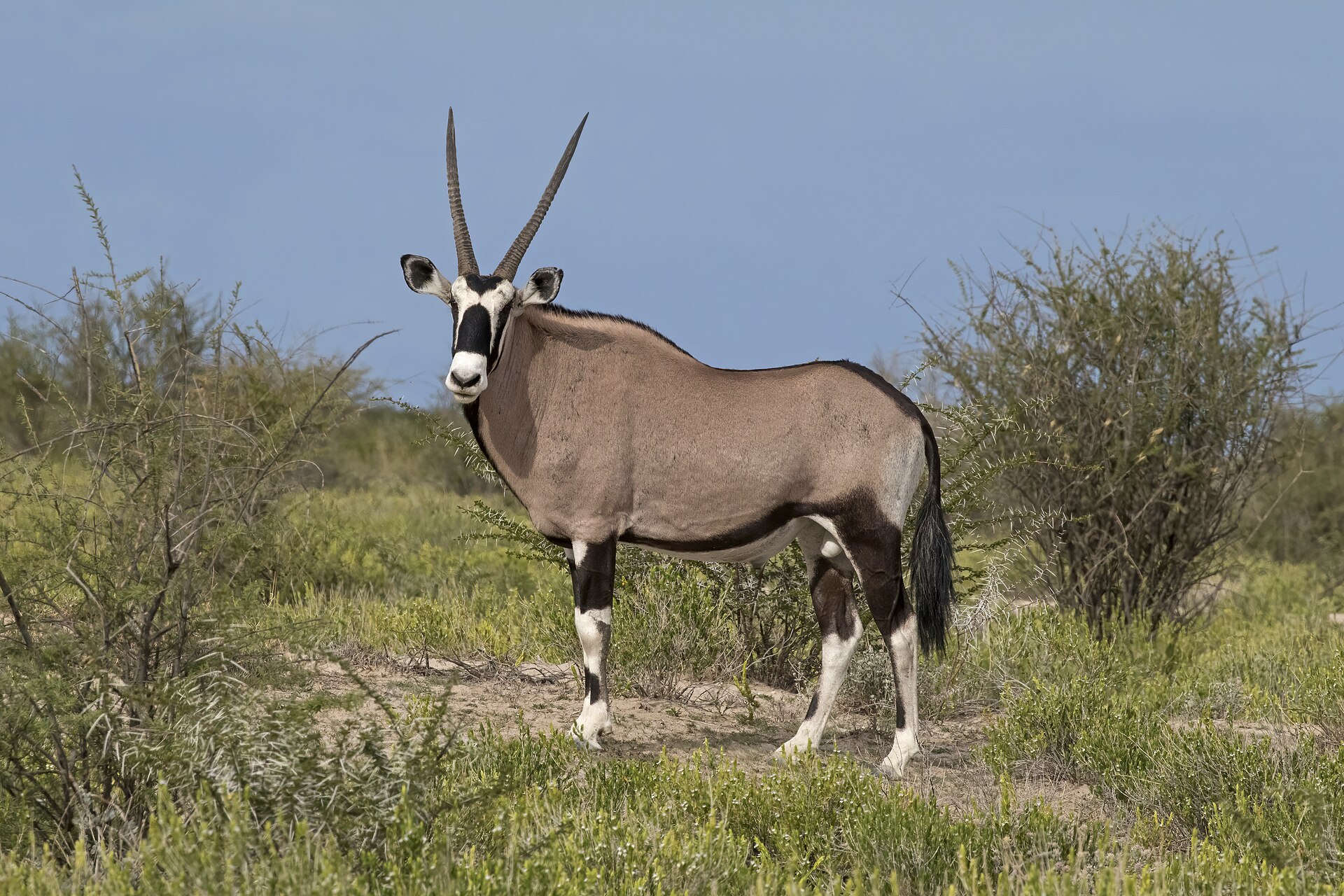 Gemsbok ( Oryx gazella ) male, Etosha National Park, Namibia
