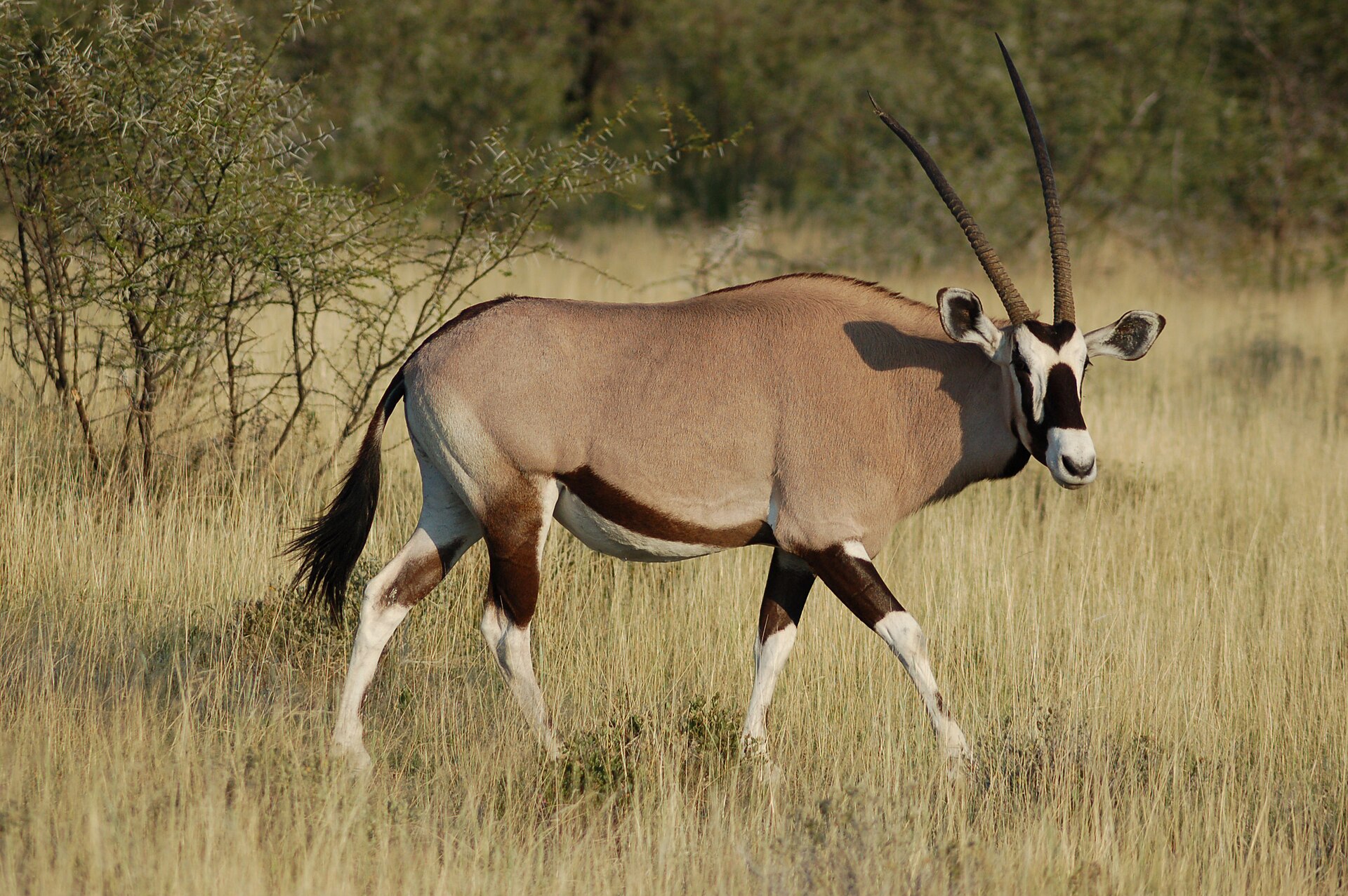 A gemsbok (also known as gemsbuck) at Etosha National Park, Namibia.