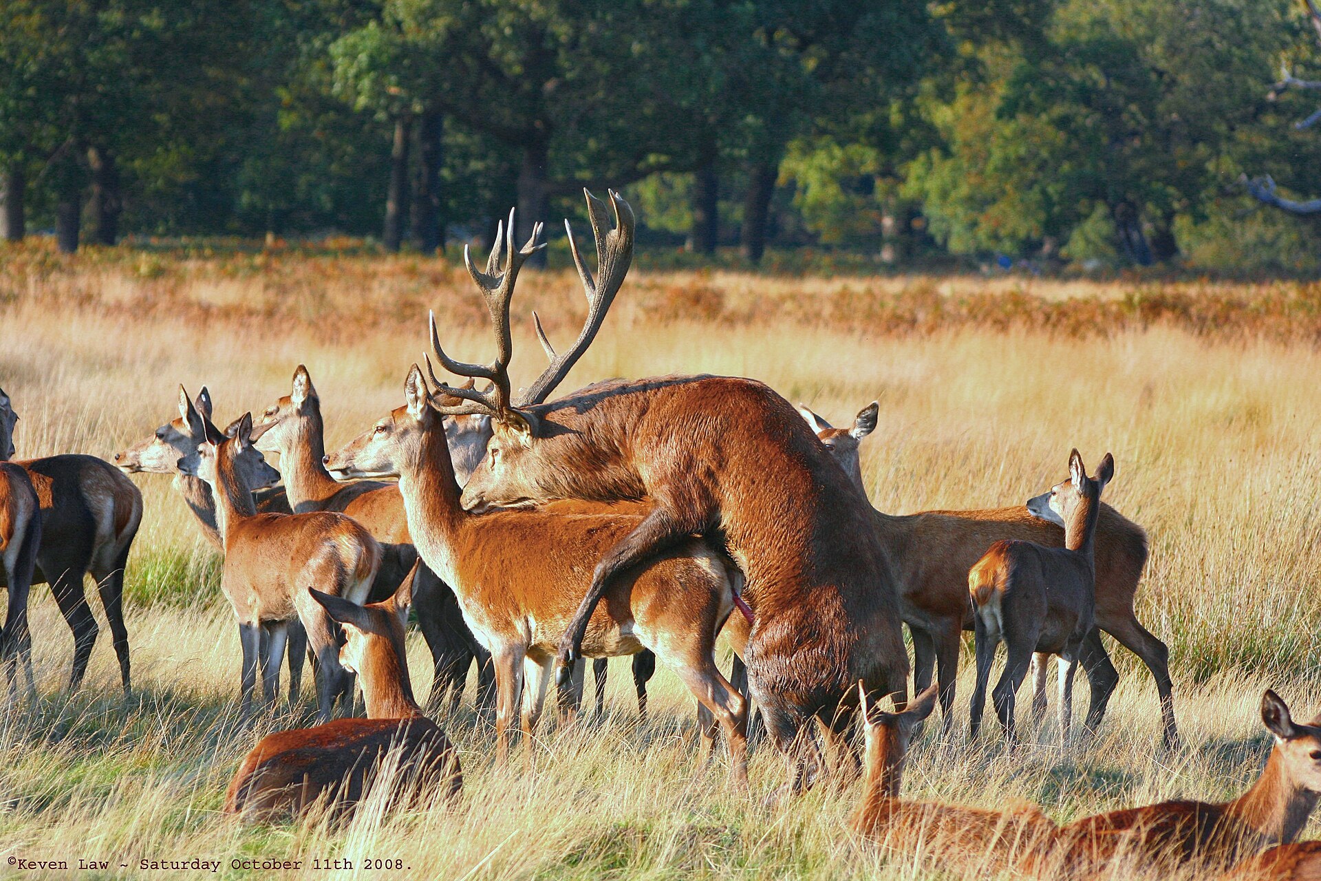 Mating Red Deer - Richmond Park, London, England - Saturday October 11th 2008 (edited version).