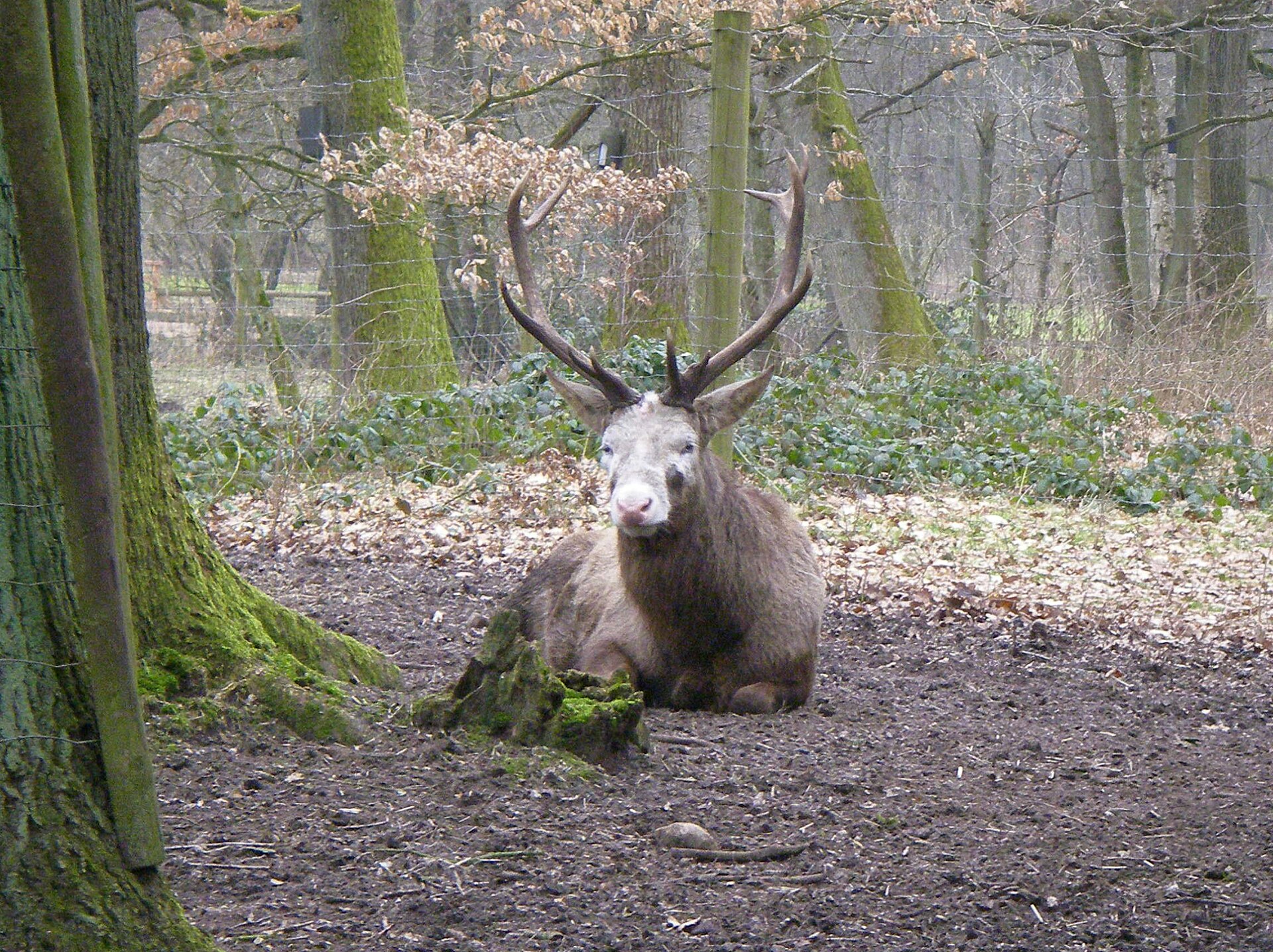 Blesshirsch im Wildpark Eekholt
