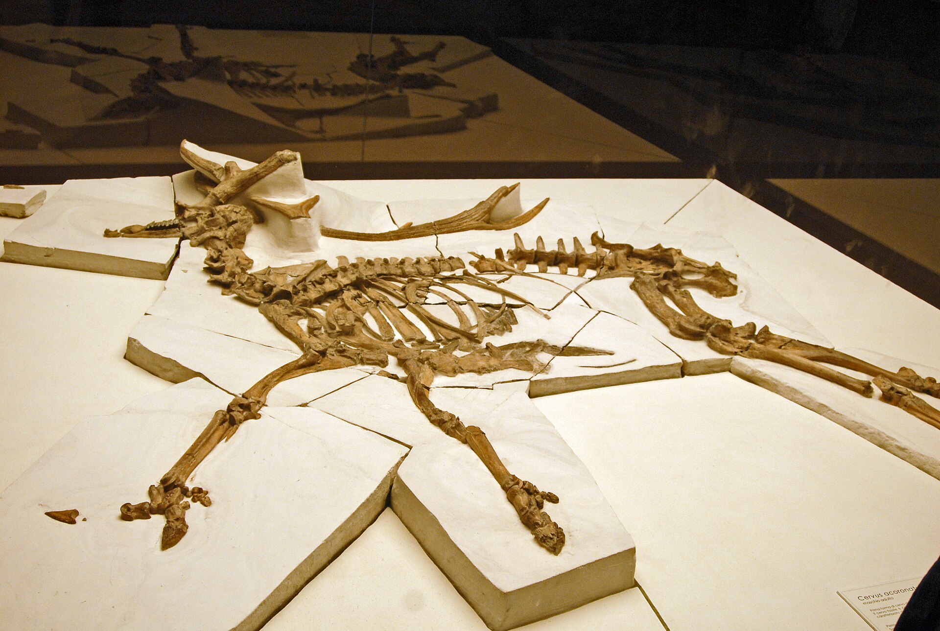 Skeleton in anatomical connection of Cervus elaphus acoronatus discovered in Sovere, Bergamo , on display at Museo di Scienze Naturali Enrico Caffi , Bergamo.