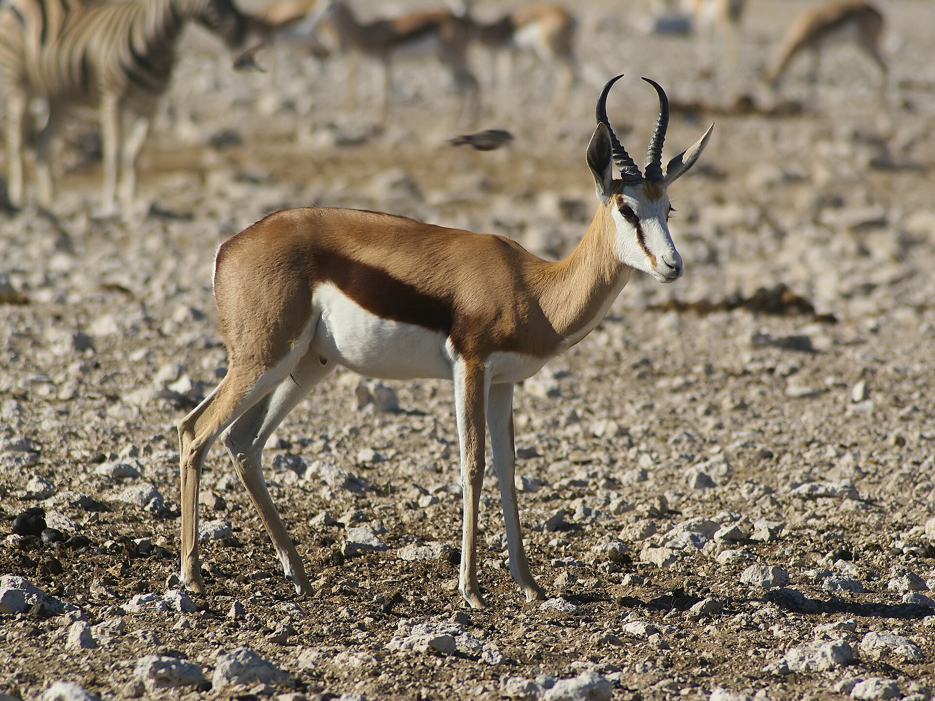 Springbok in Eastern Etosha, Namibia.