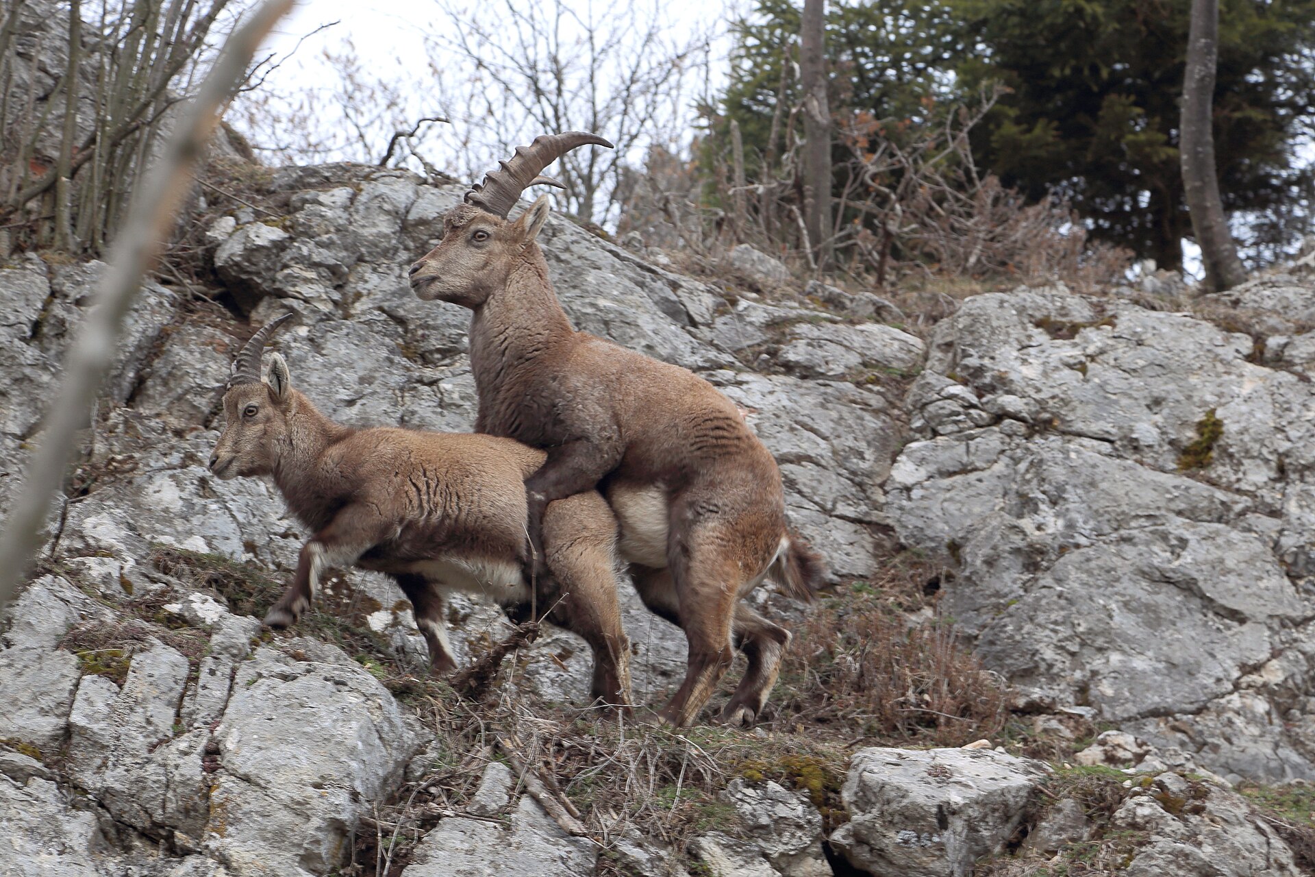 Alpensteinbock bei der Paarung auf der Hohen Wand nächst dem Völlerinsteig.