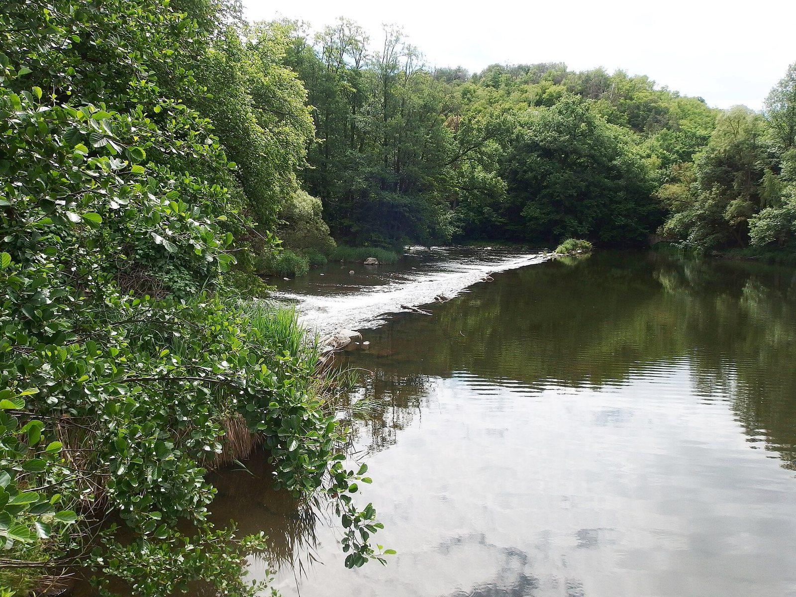 Die Thaya im Nationalpark Podyjí mit einem Wehr im Flusslauf, beiderseits dicht bewaldete Hänge.