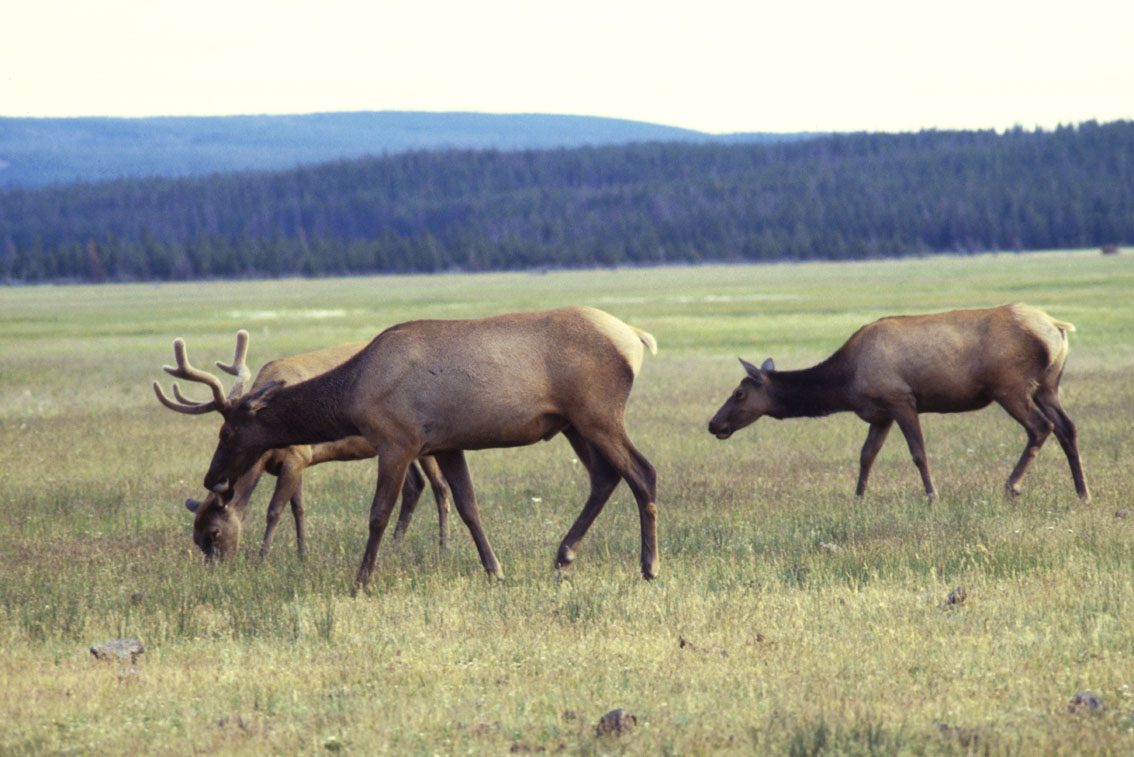 Elk