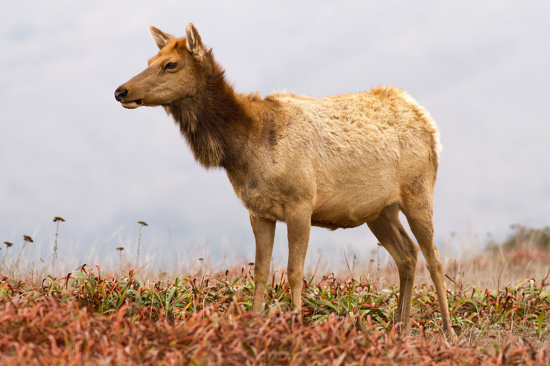 Female Tule elk ( Cervus canadensis nannodes ) at Tomales Point, Point Reyes National Seashore, Marin County, California.