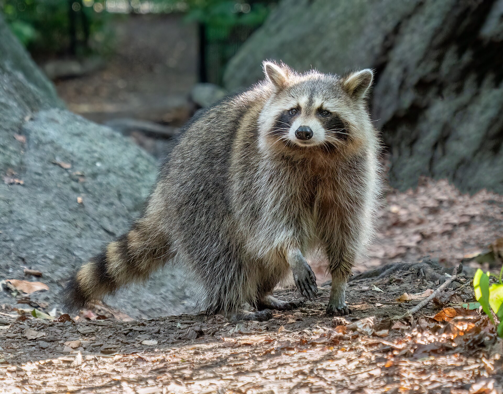 Waschbär im Profil