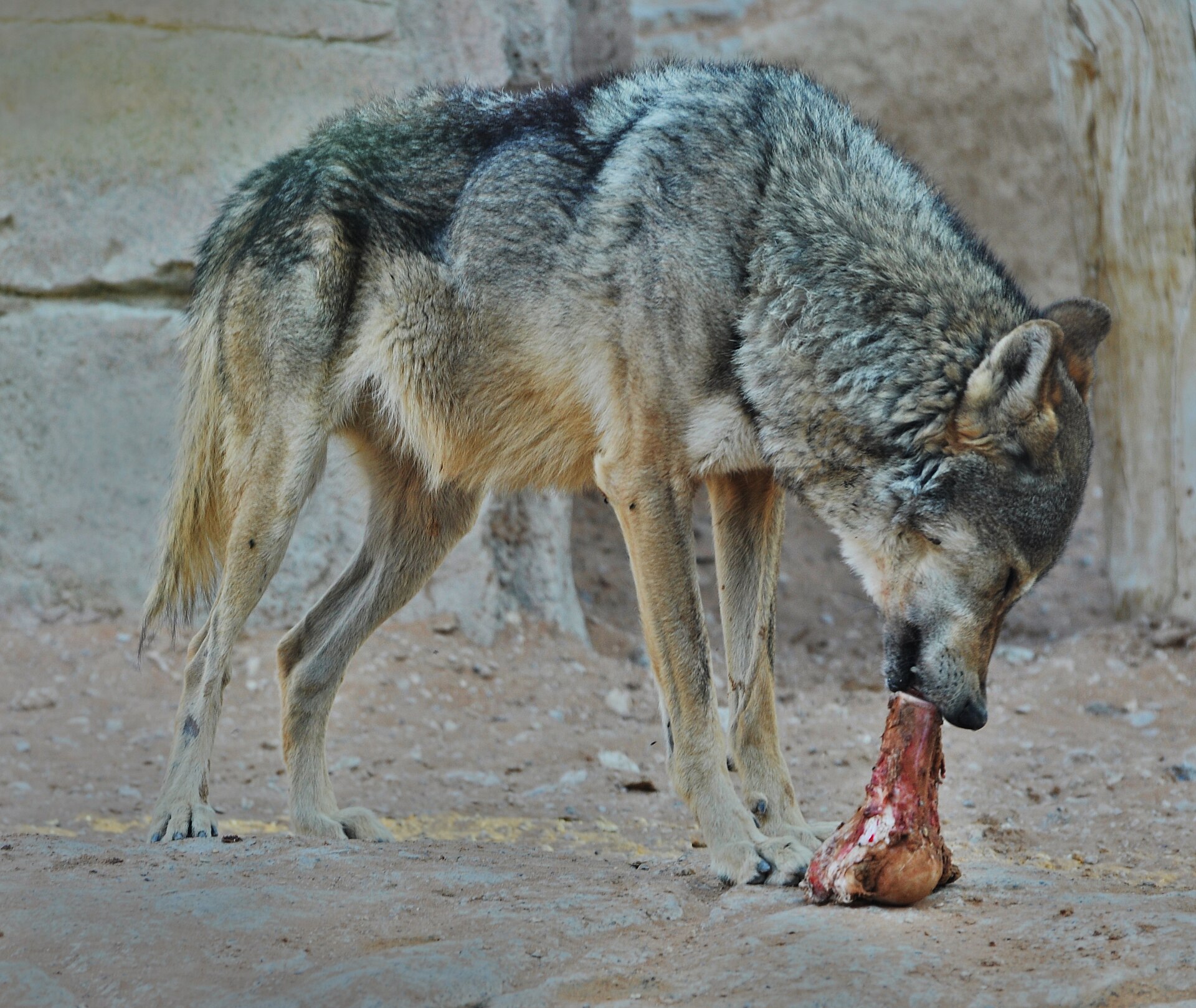 Arabian wolf, Al Ain Zoo, UAE.