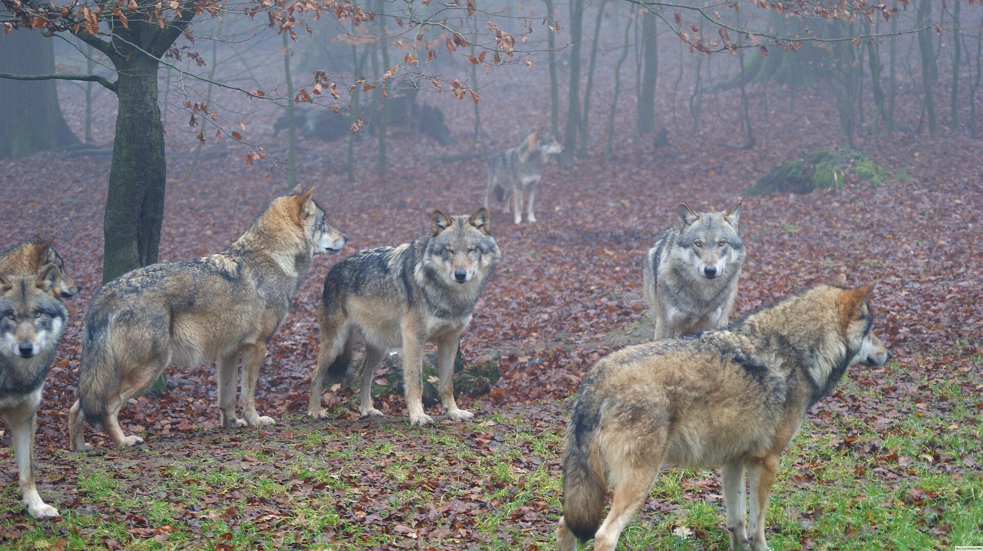 Rudel Eurasischer Wölfe ( Canis lupus lupus ) im Wildpark Neuhaus, Naturpark Solling-Vogler, Niedersachsen