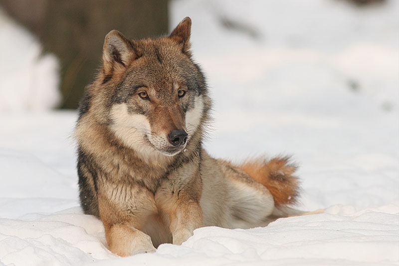 A wolf ( Canis lupus )