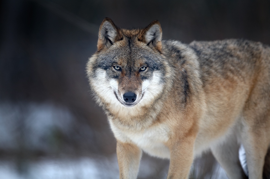 Canis lupus , Nationalpark Bayerischer Wald, Deutschland